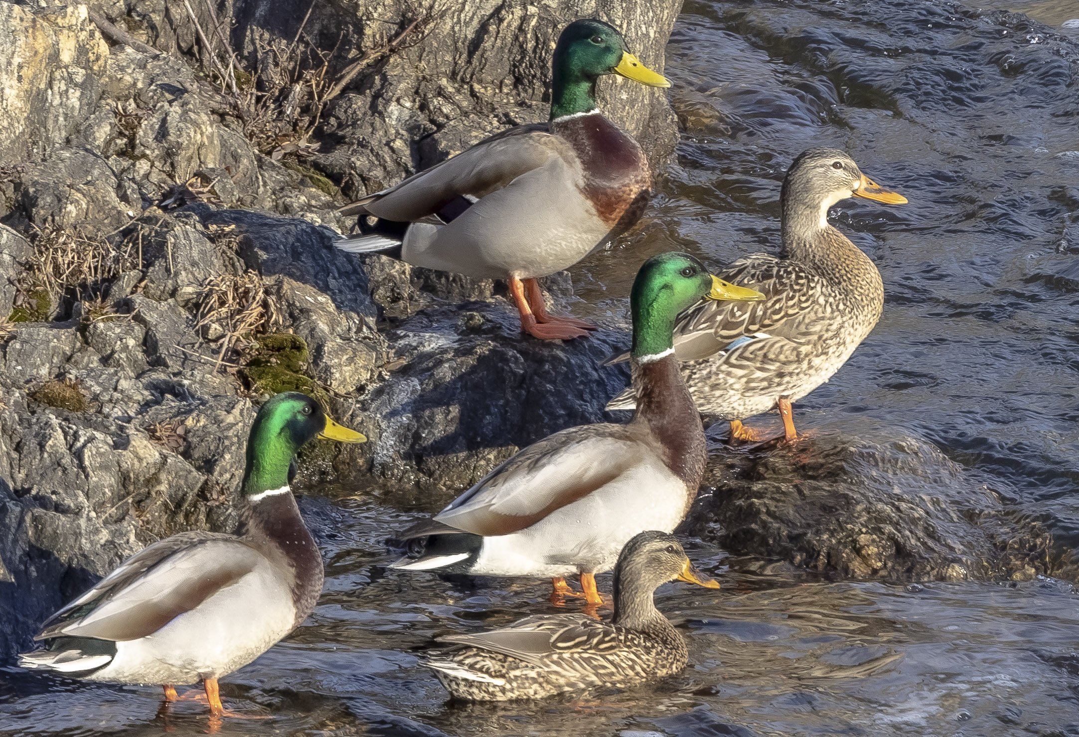 Male and Female Mallards