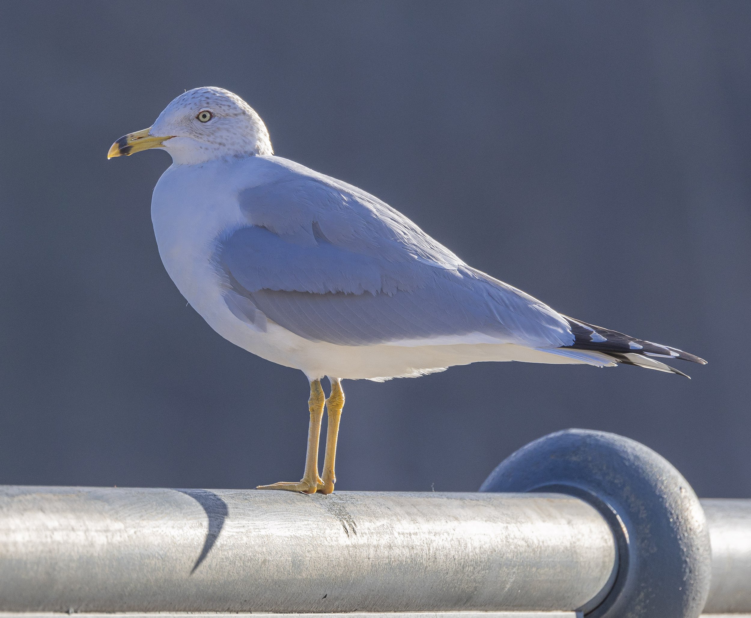 SEAGULL2-2078.jpg