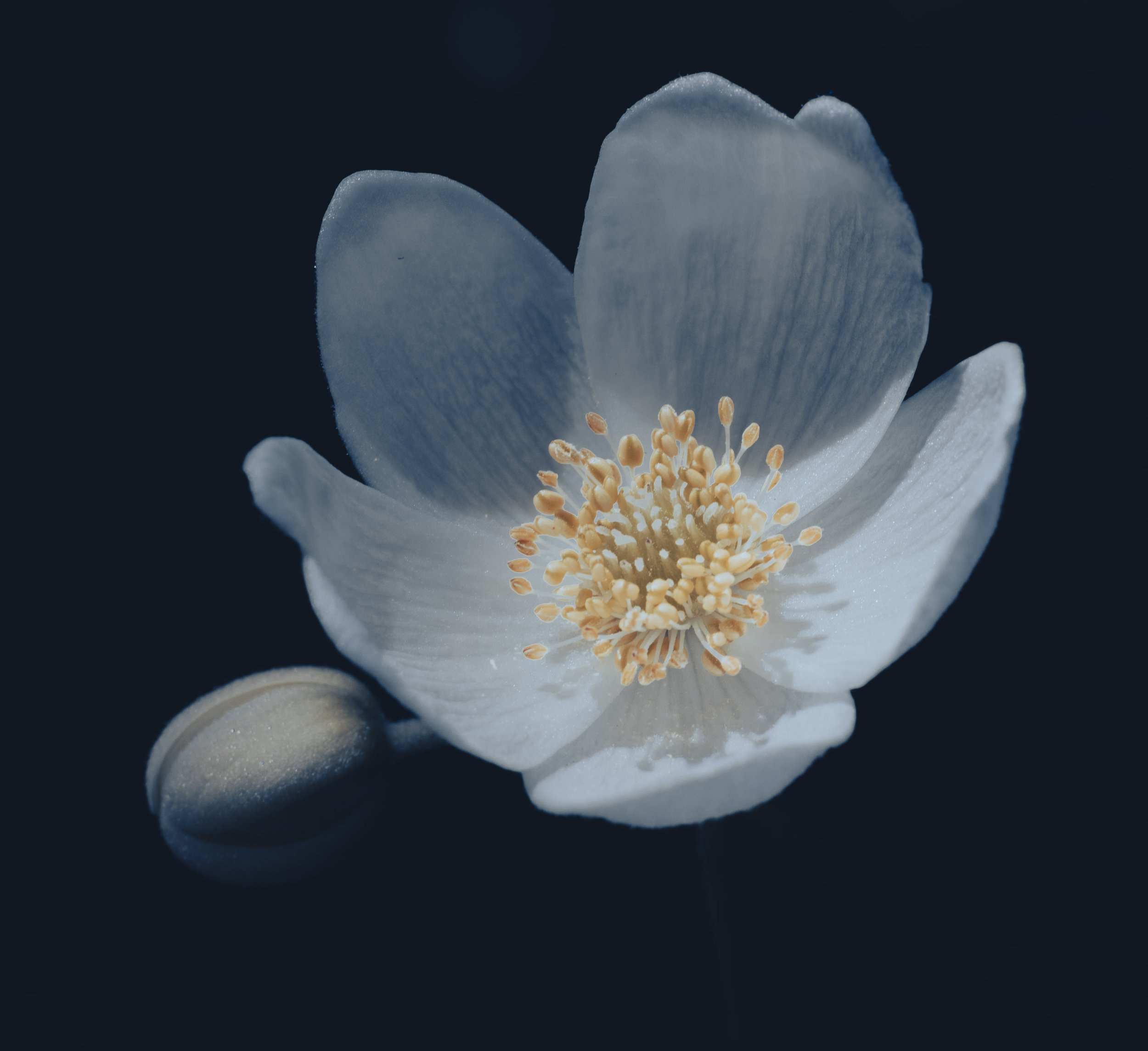 Flower # 1 Wood Anemone Third Variation