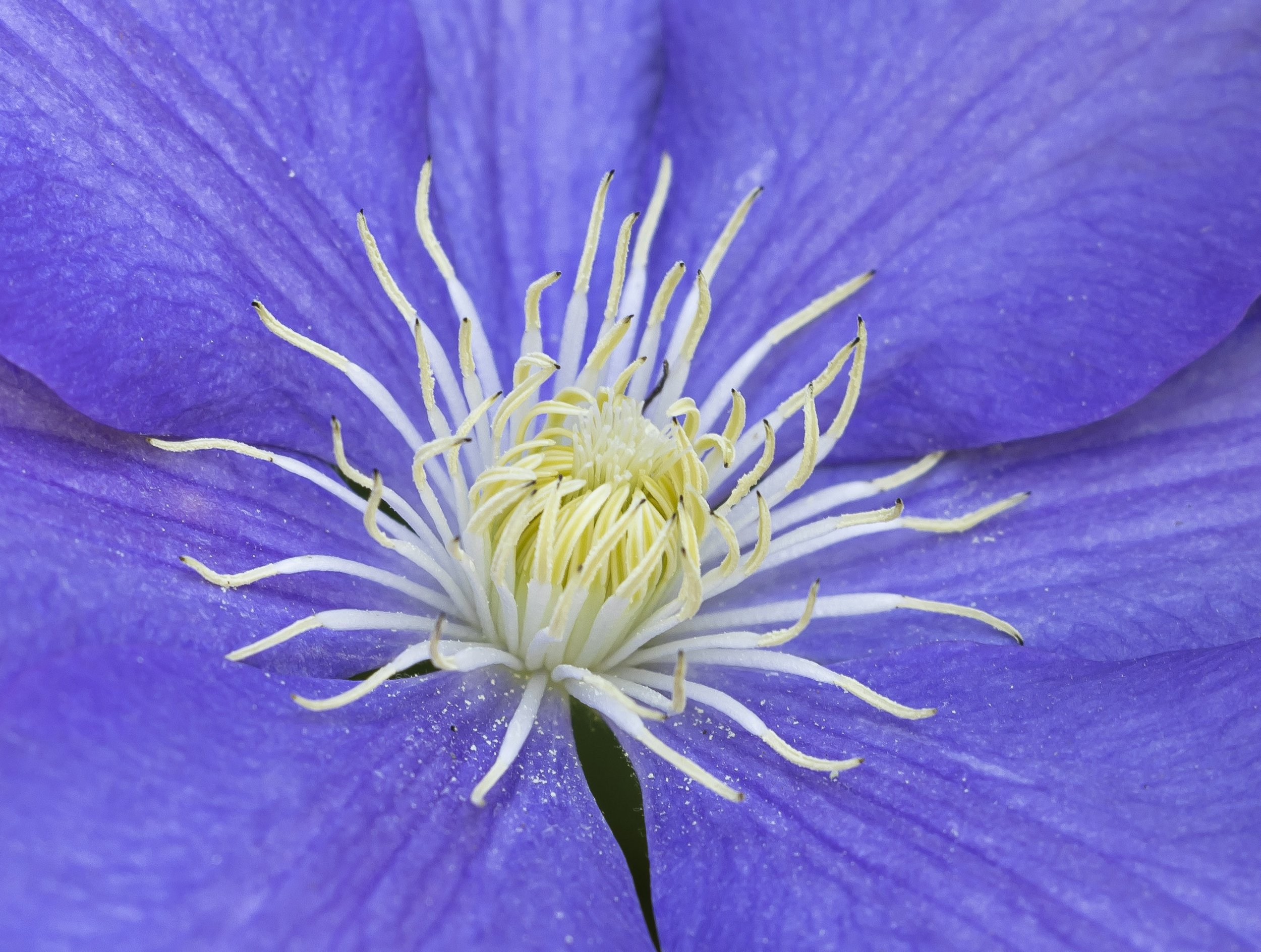 Flower # 2 Clematis First Variation