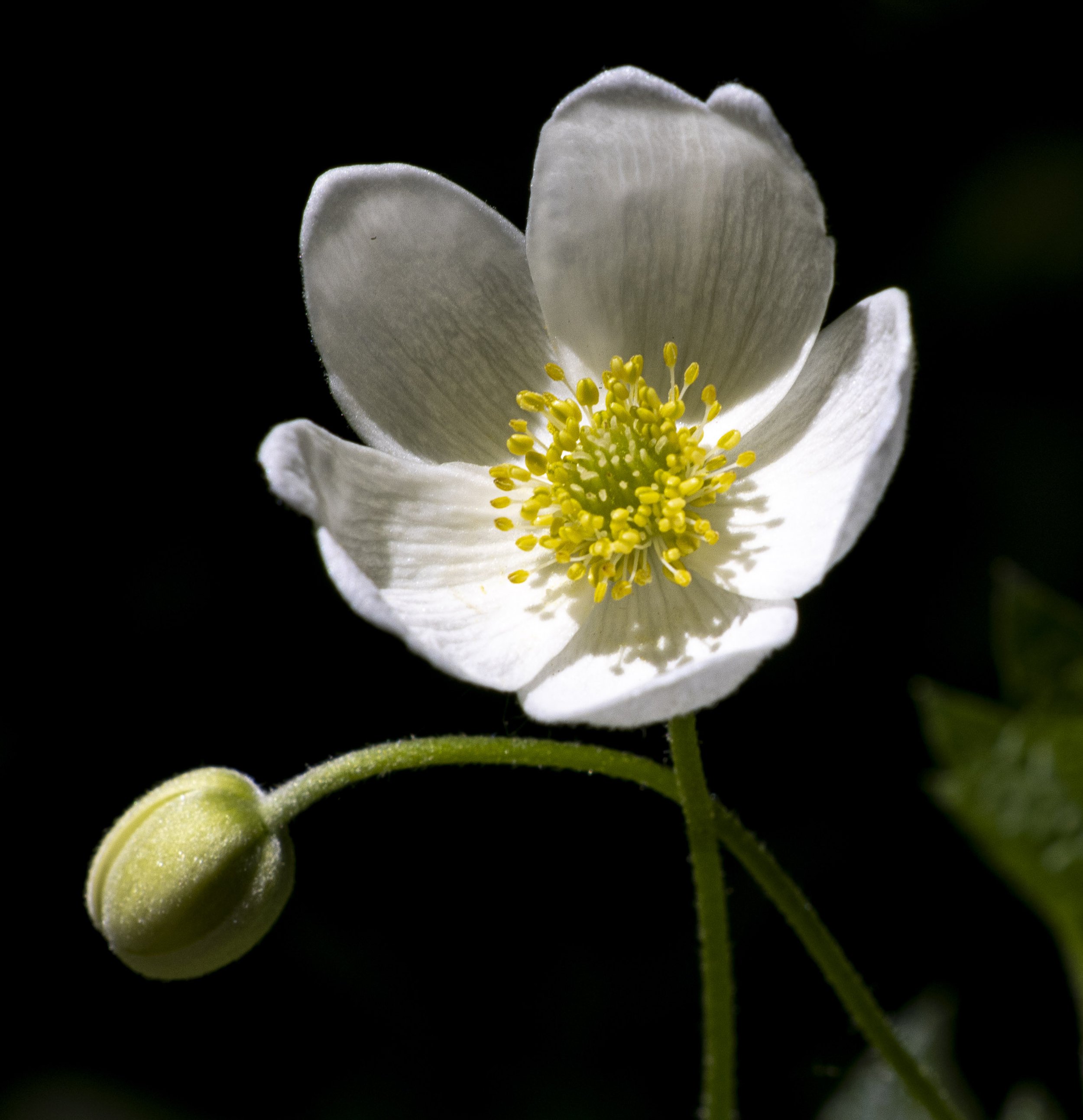 Flower # 1 Wood Anemone Original