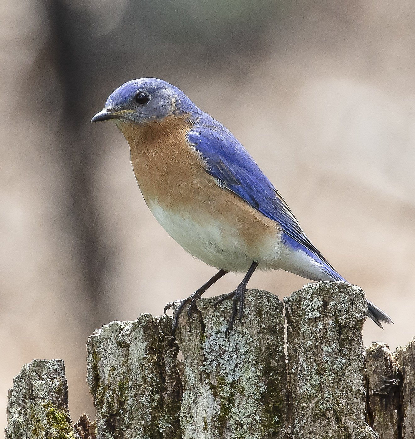 bluebird0744-.jpg