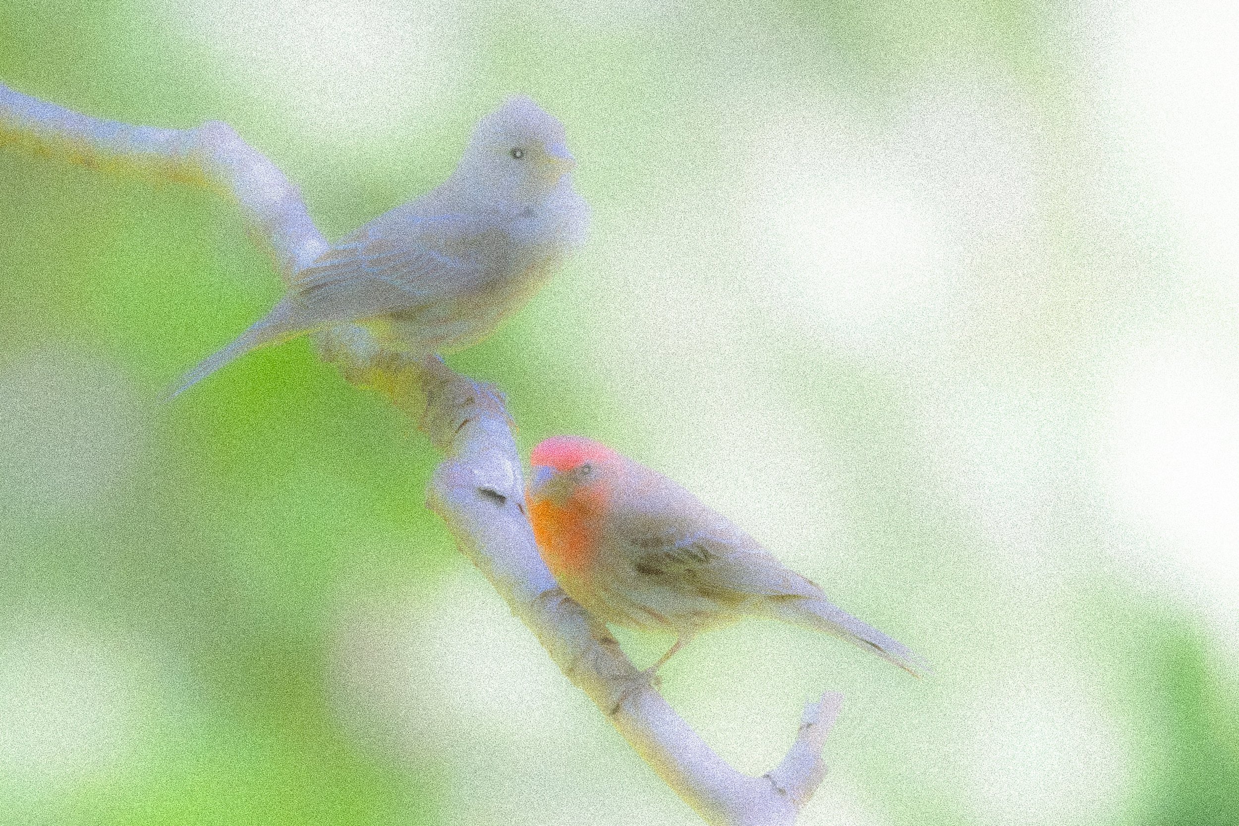 Finches