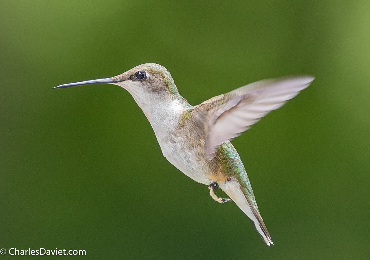 20230625MMHUMMER-3790-Enhanced-NR.jpg