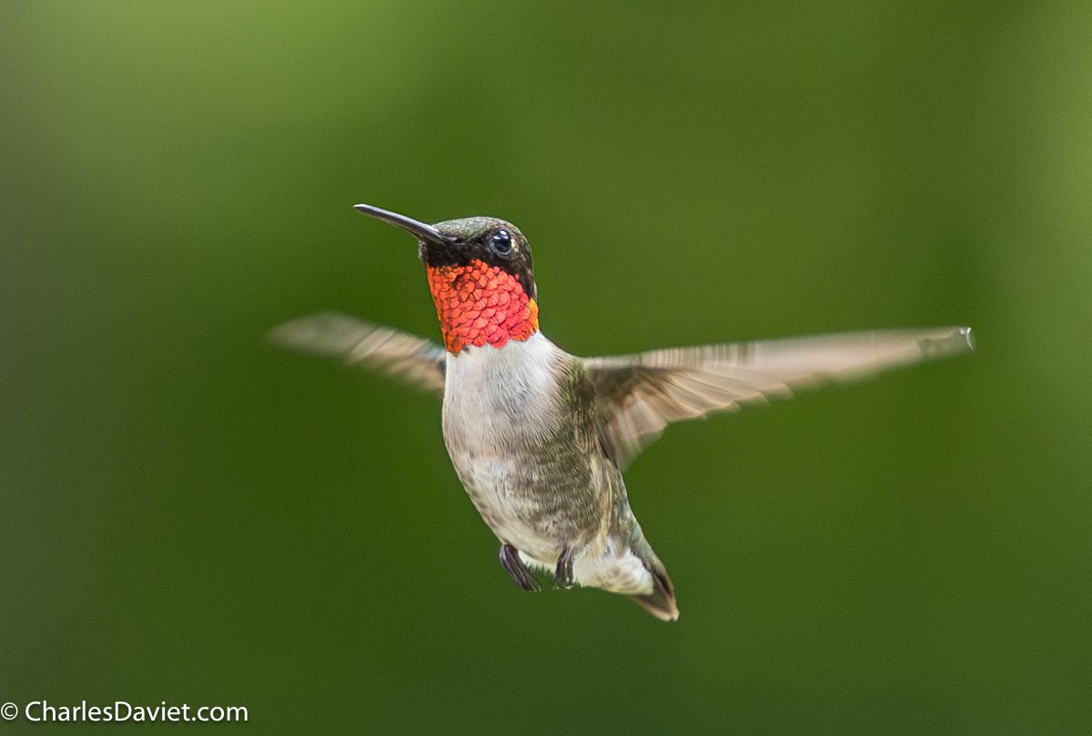 20230625MMHUMMER-3770-Enhanced-NR.jpg