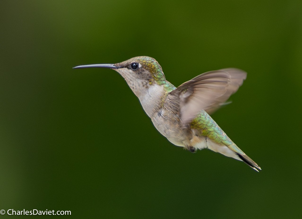 20230625MMHUMMER-3754-Enhanced-NR.jpg