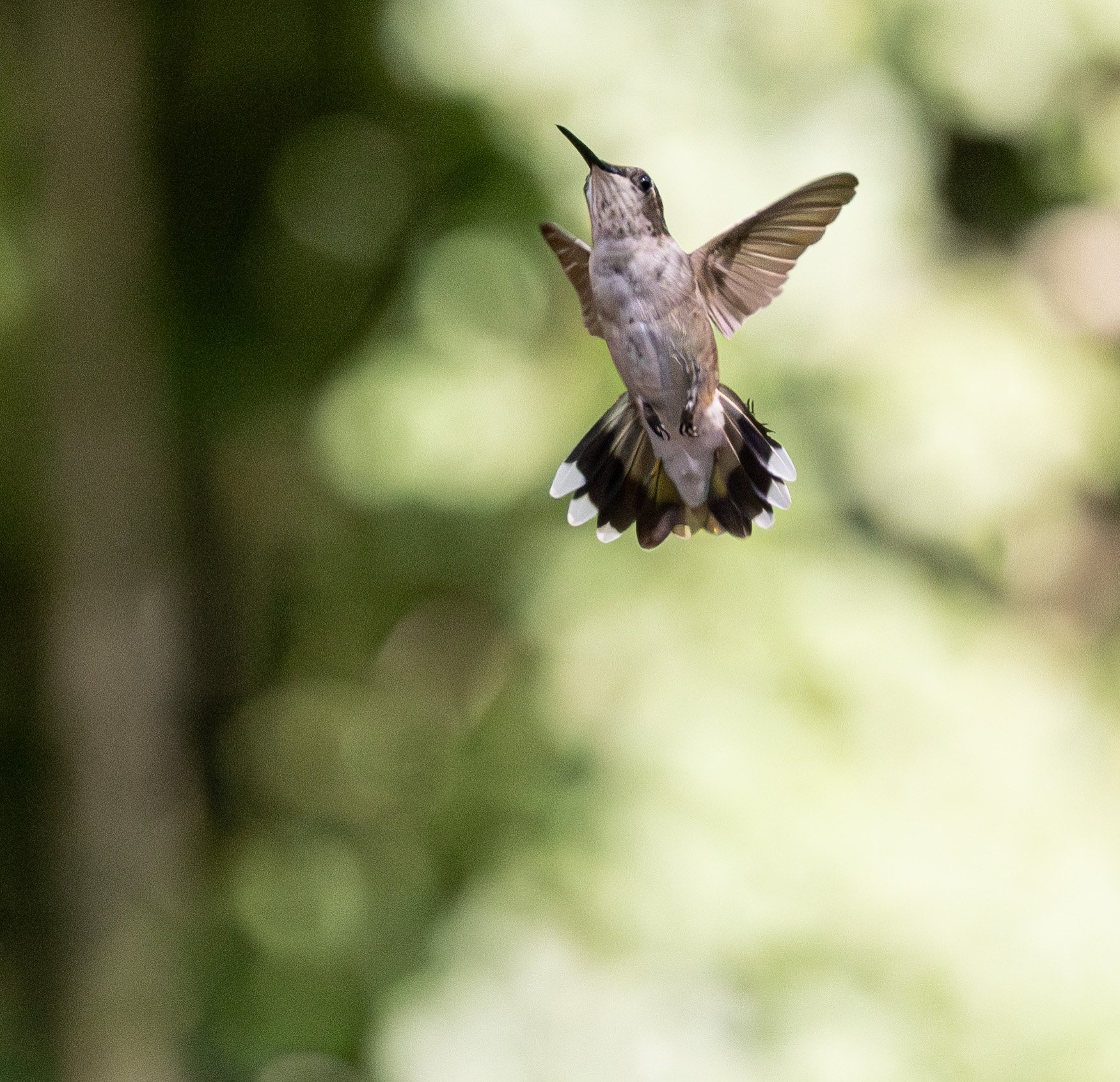 20230811HUMMERS-4114-Enhanced-NR.jpg