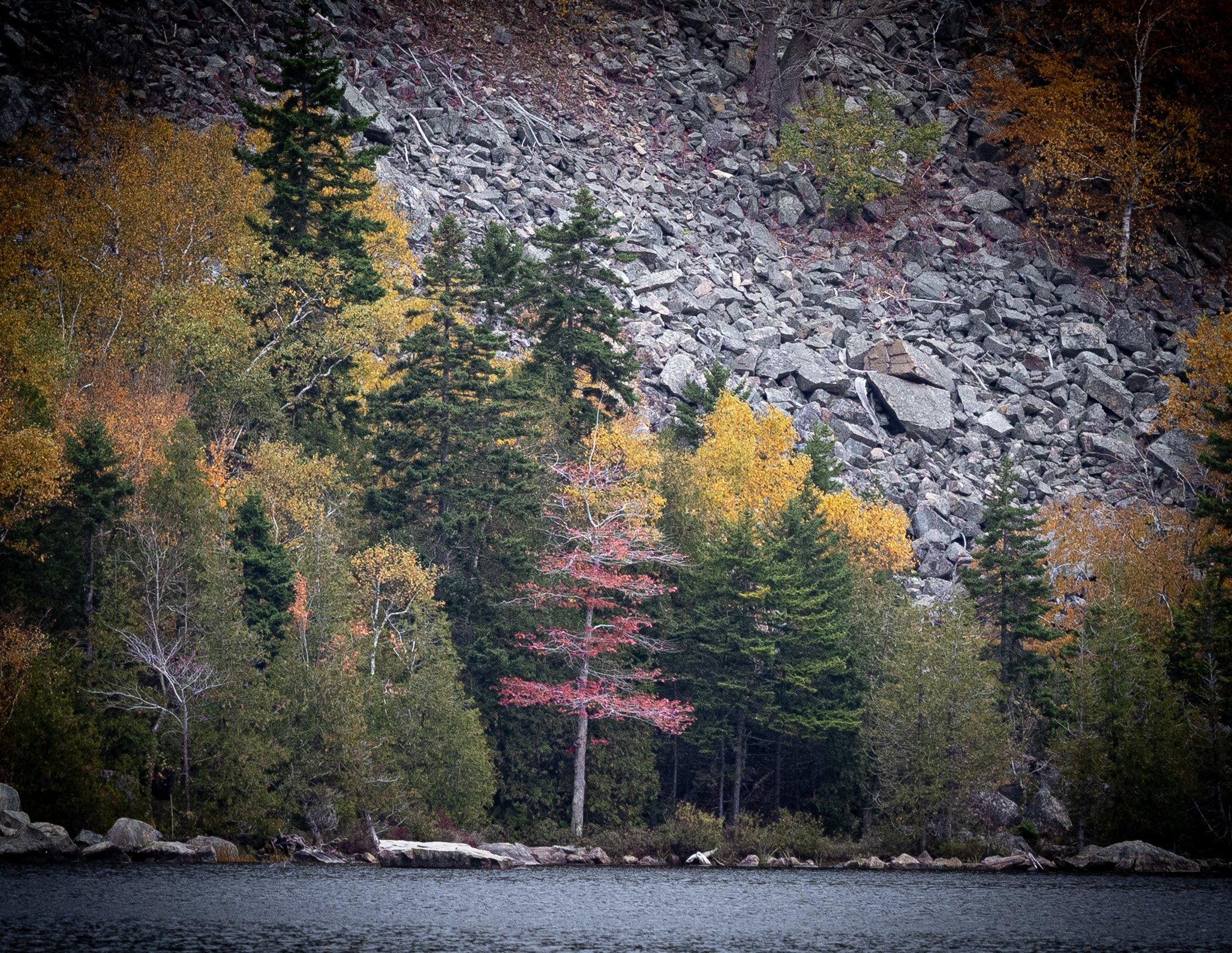 Red Tree and Boulders