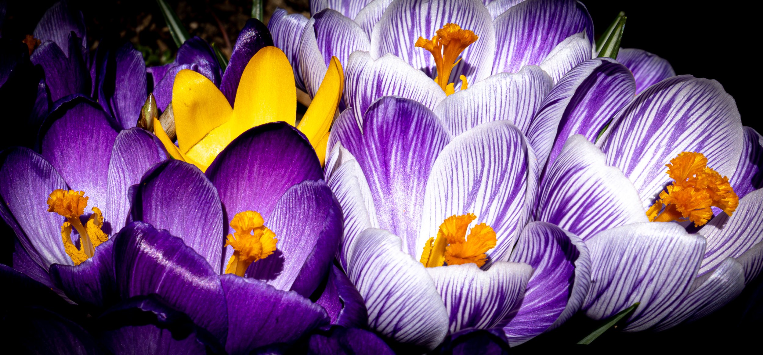 20240312Crocus-.jpg