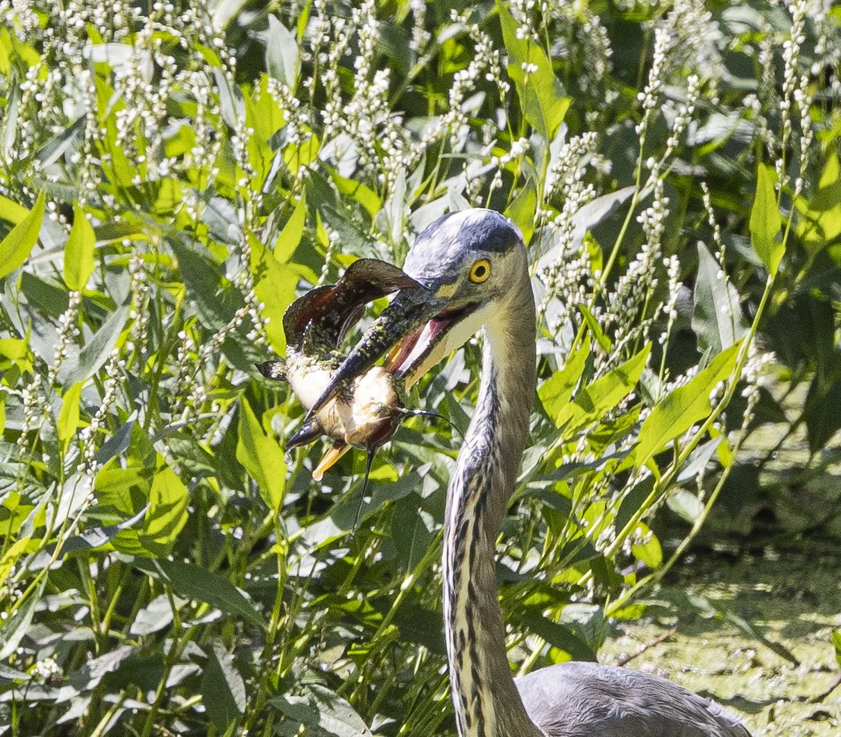 Heron2-6757.jpg
