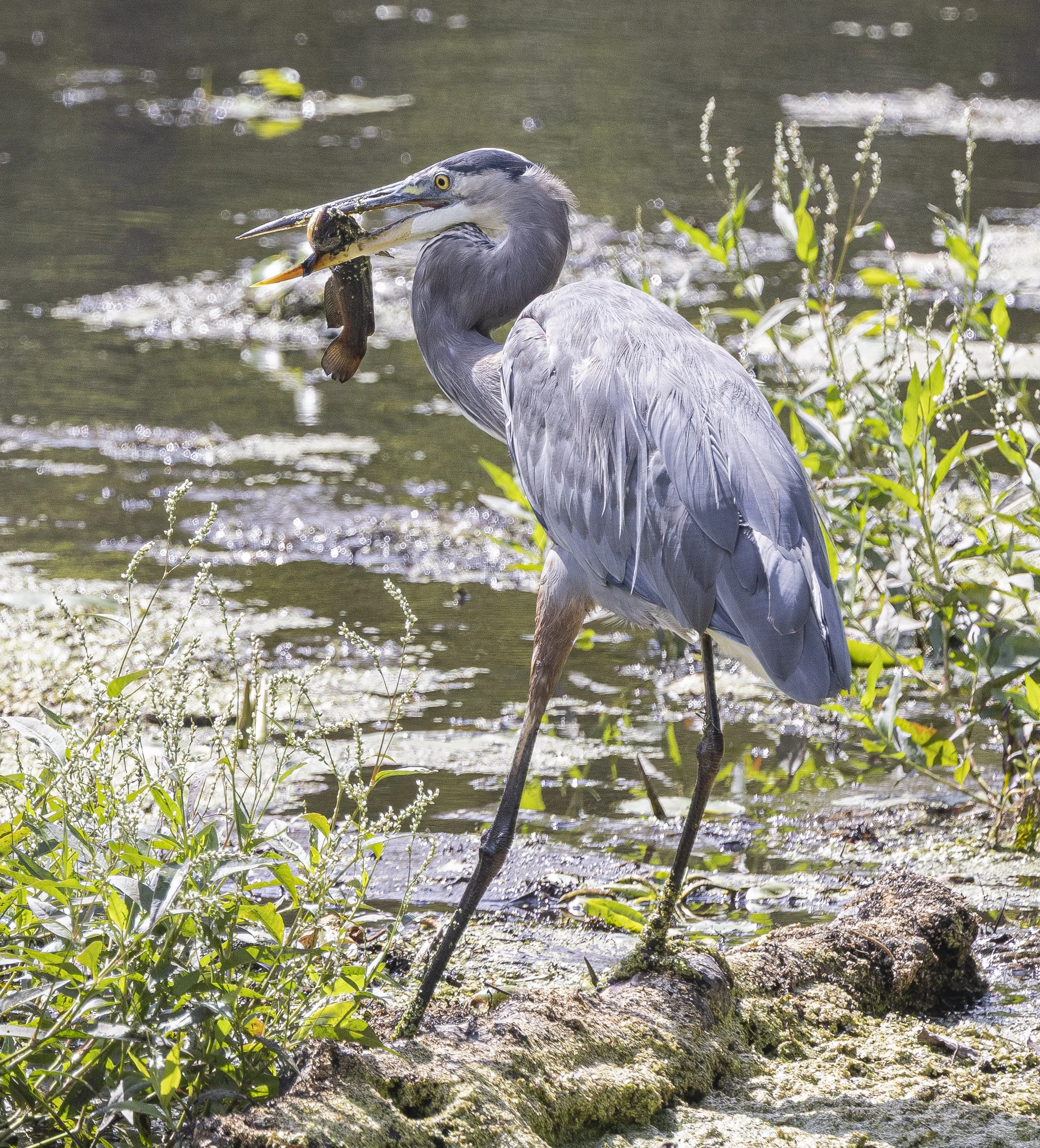 Heron-6840.jpg