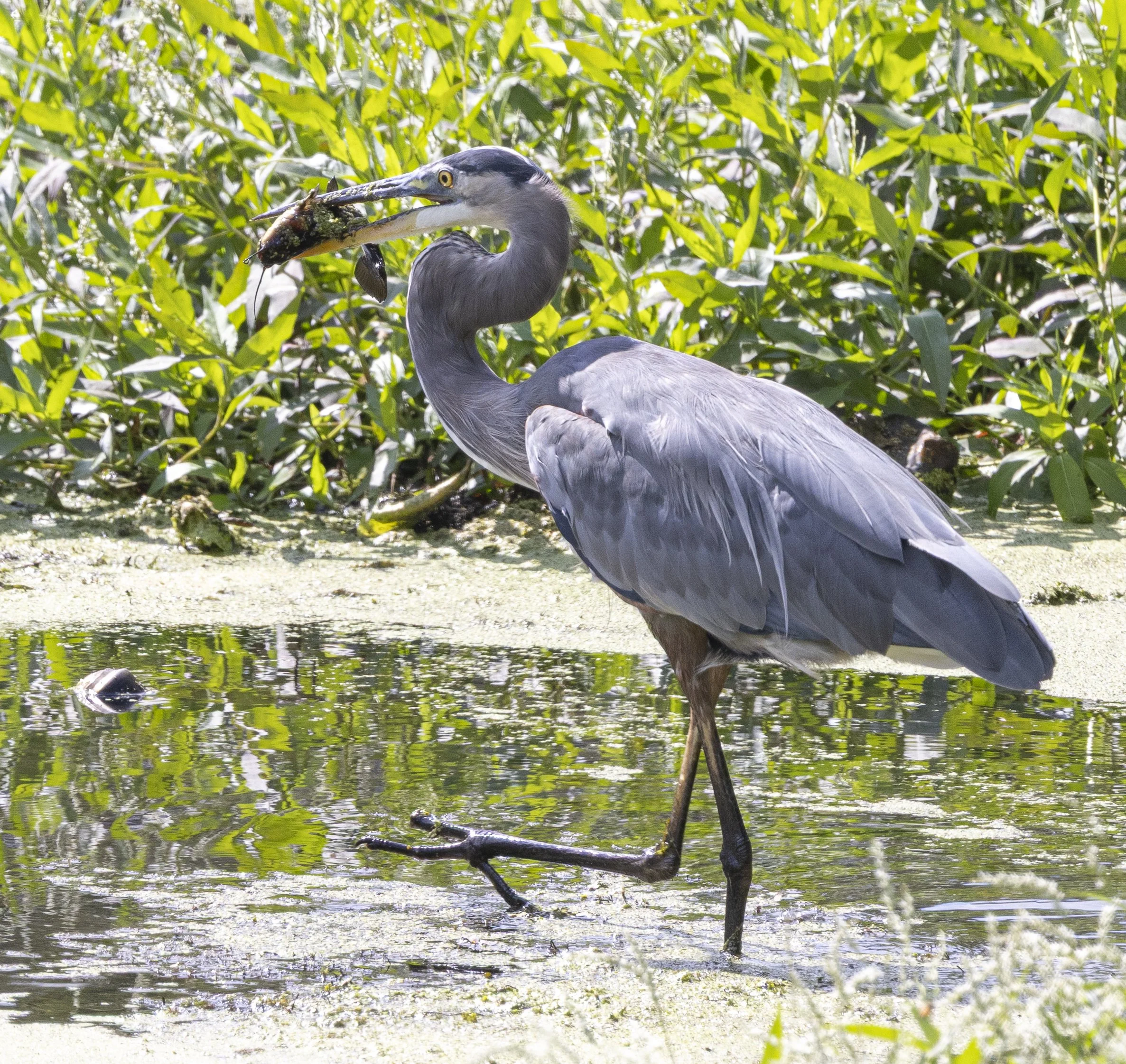 Heron2-6806.jpg