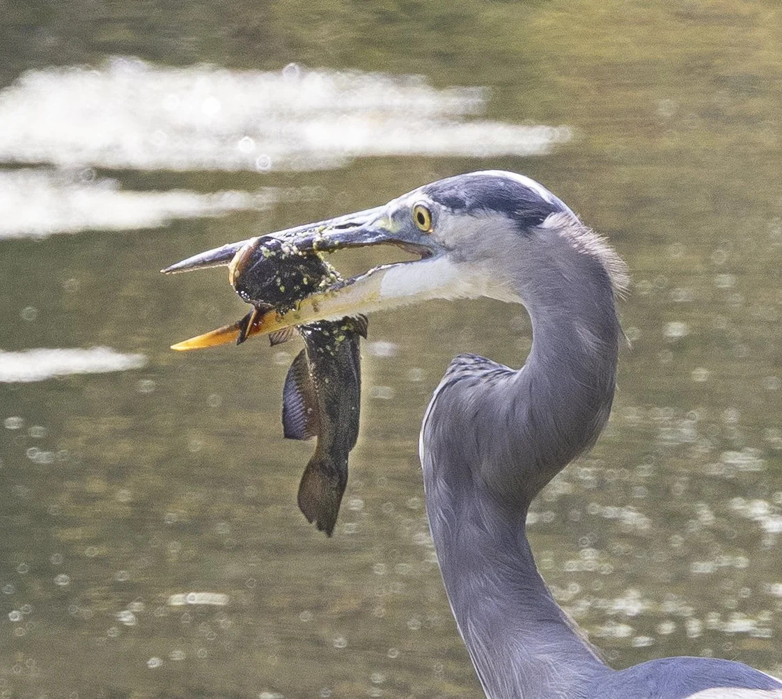 Heron2-6847-2.jpg