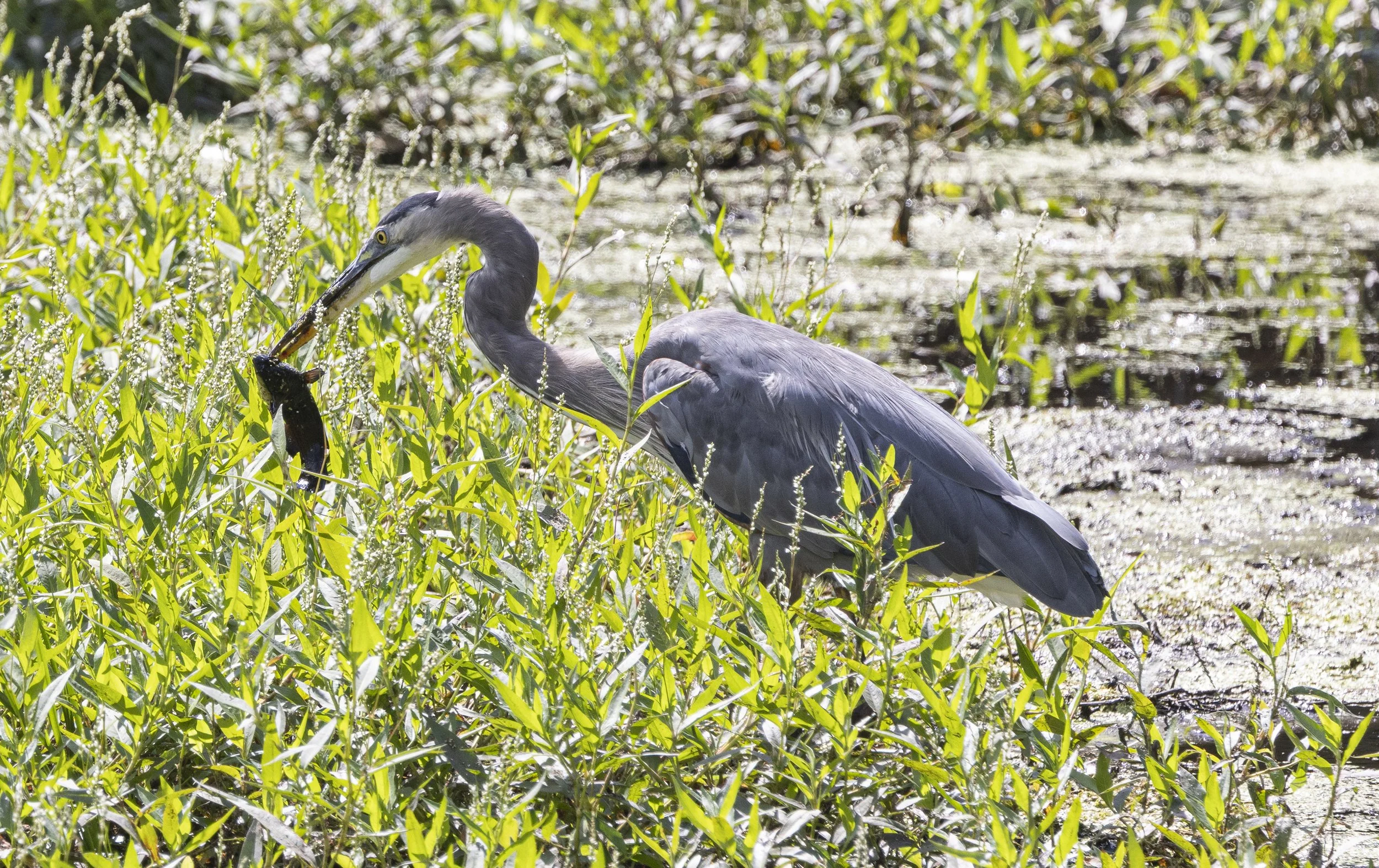 Heron2-6866.jpg
