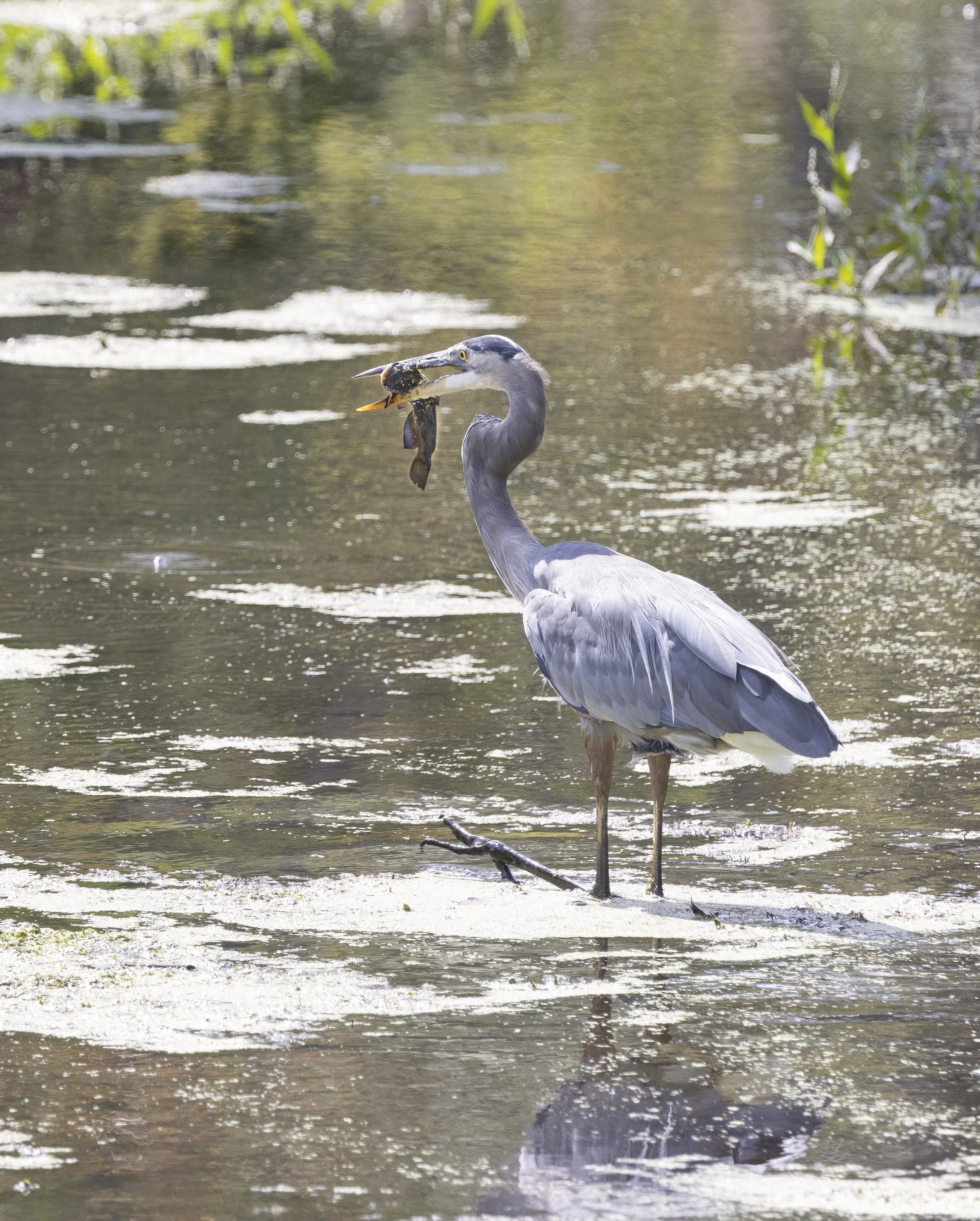 Heron2-6847.jpg