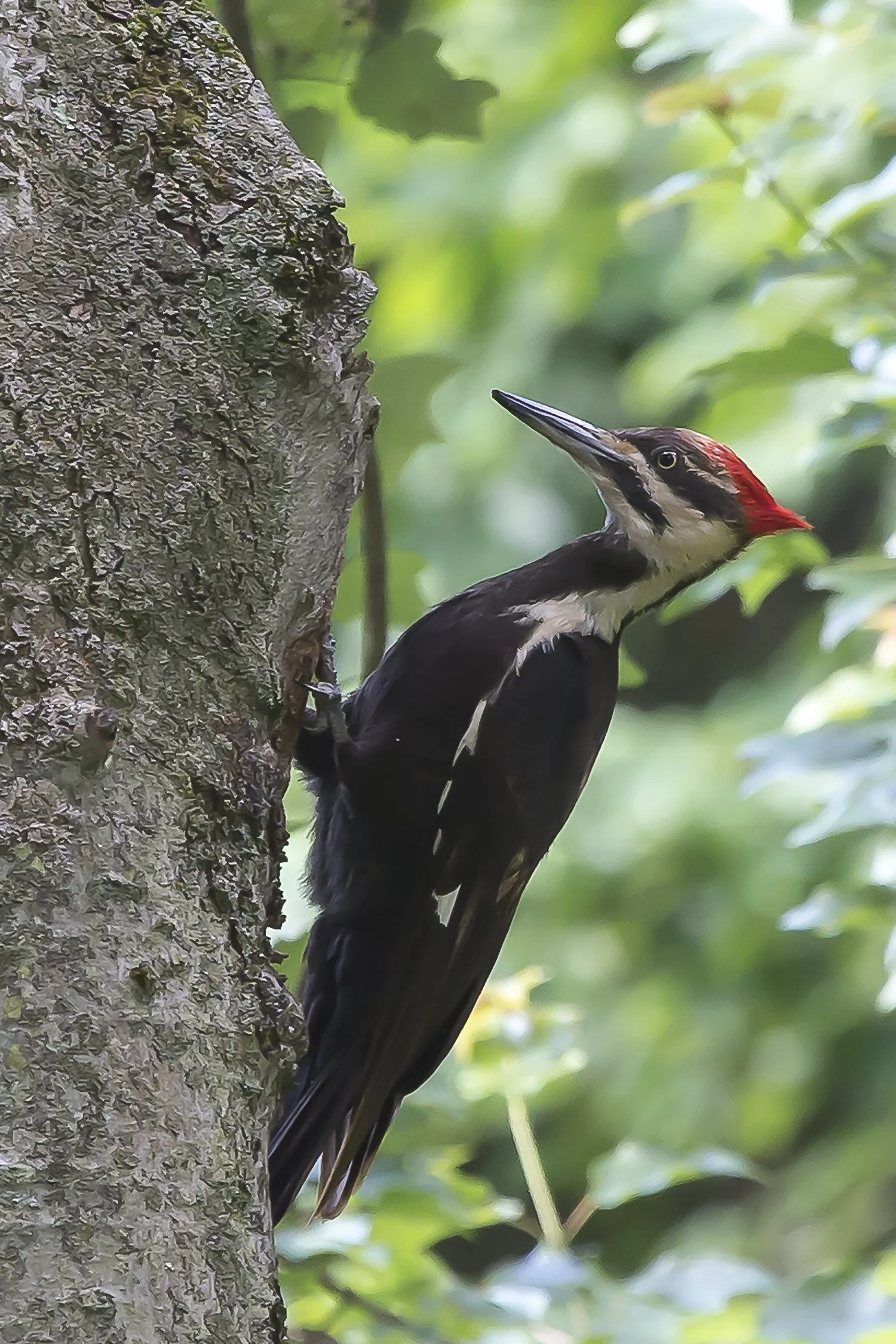 Pileated Woodpecker