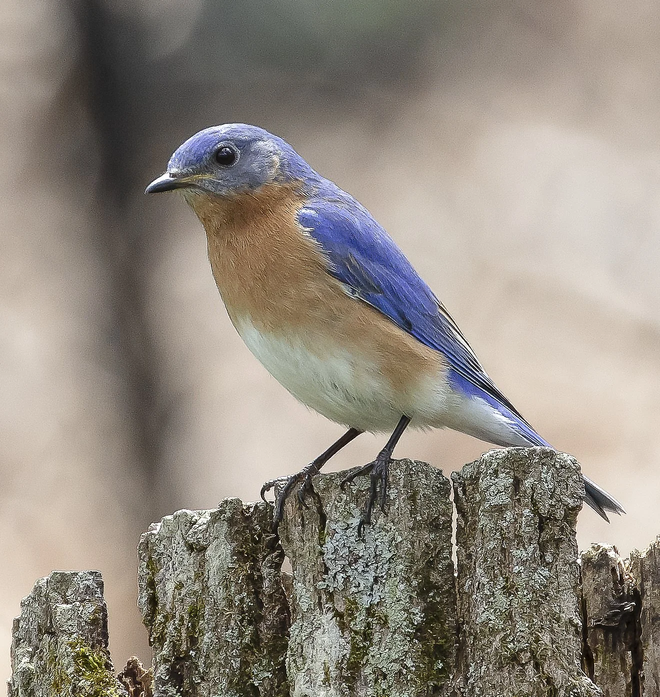 Eastern Bluebird
