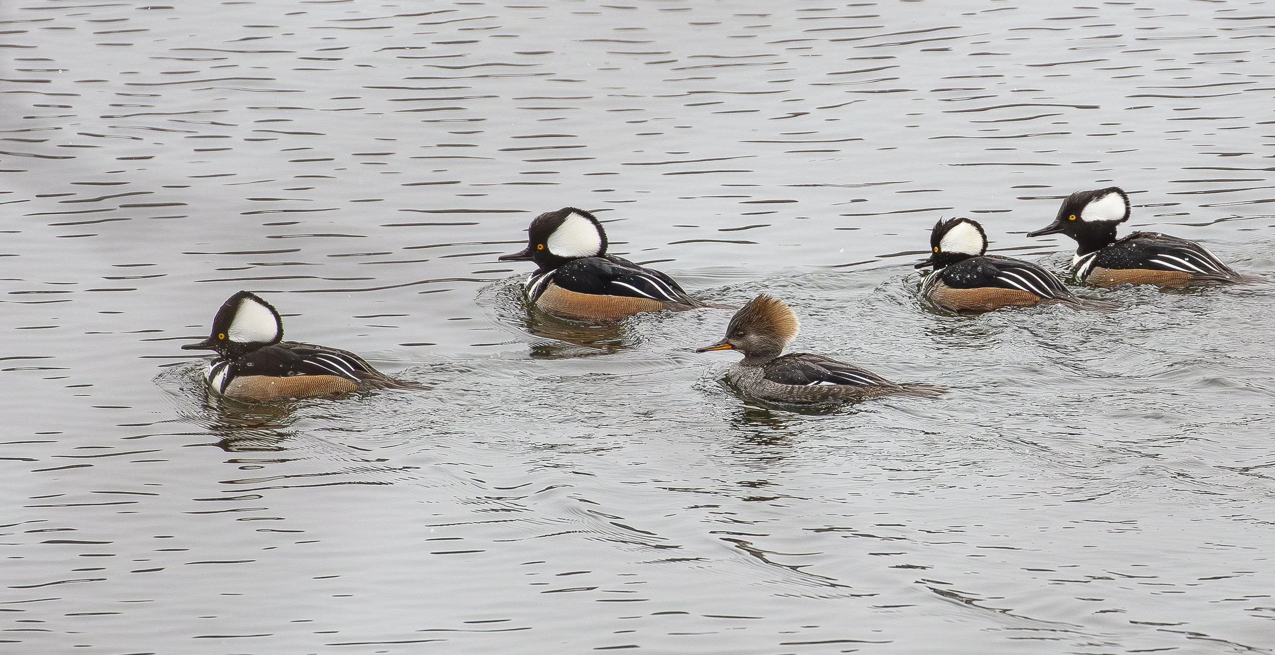 Hooded Merganser