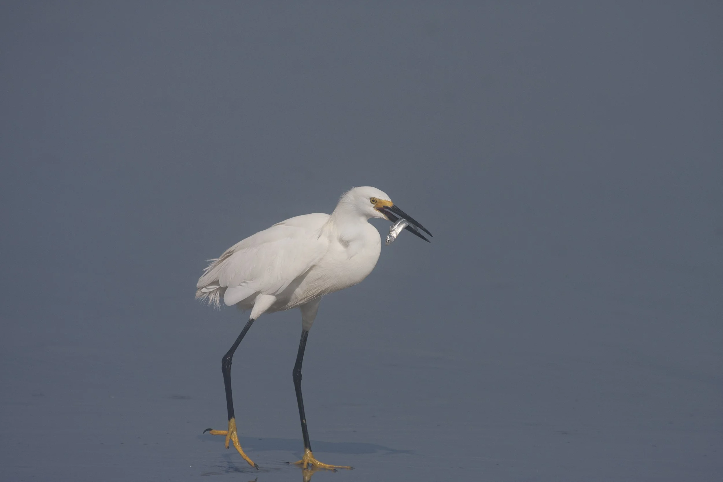 Snowy Egret