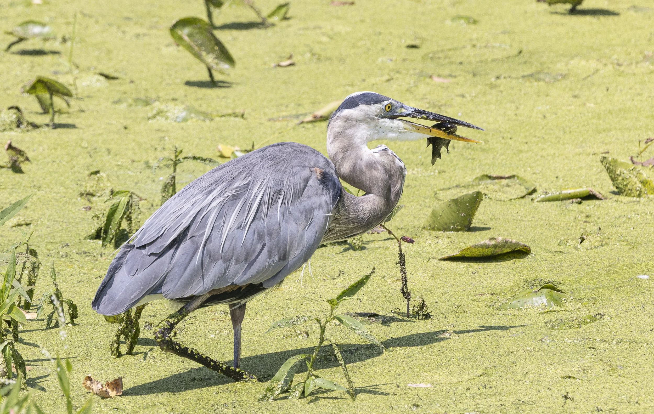 Great Blue Heron