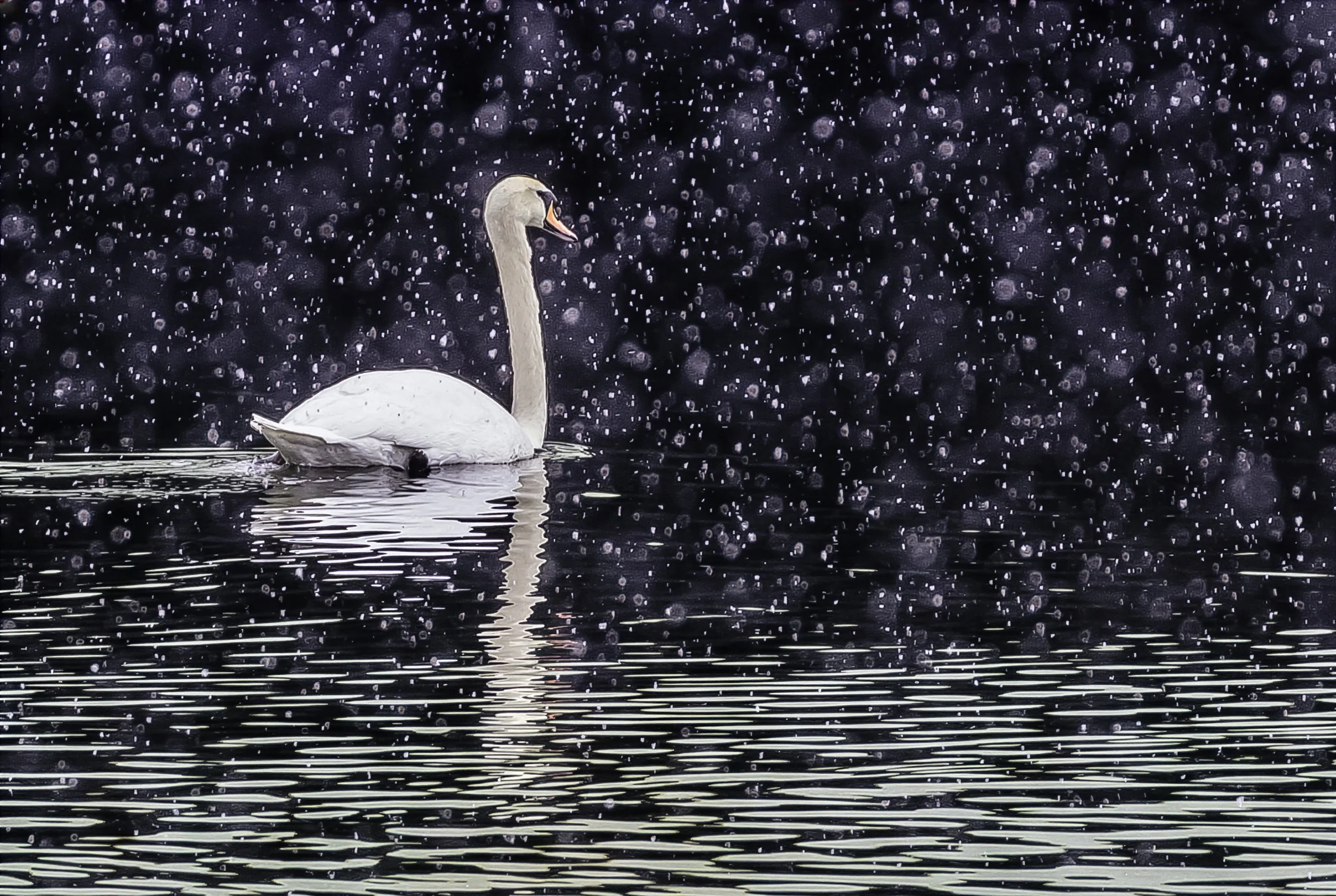  Mute Swan