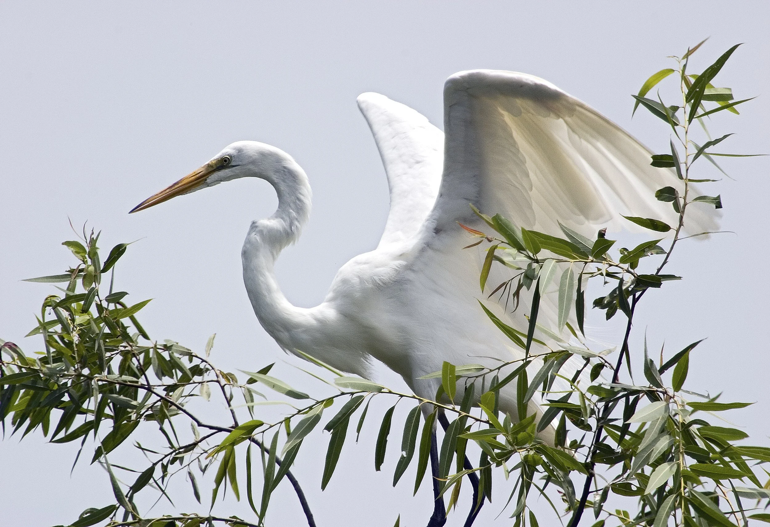  Great Egret