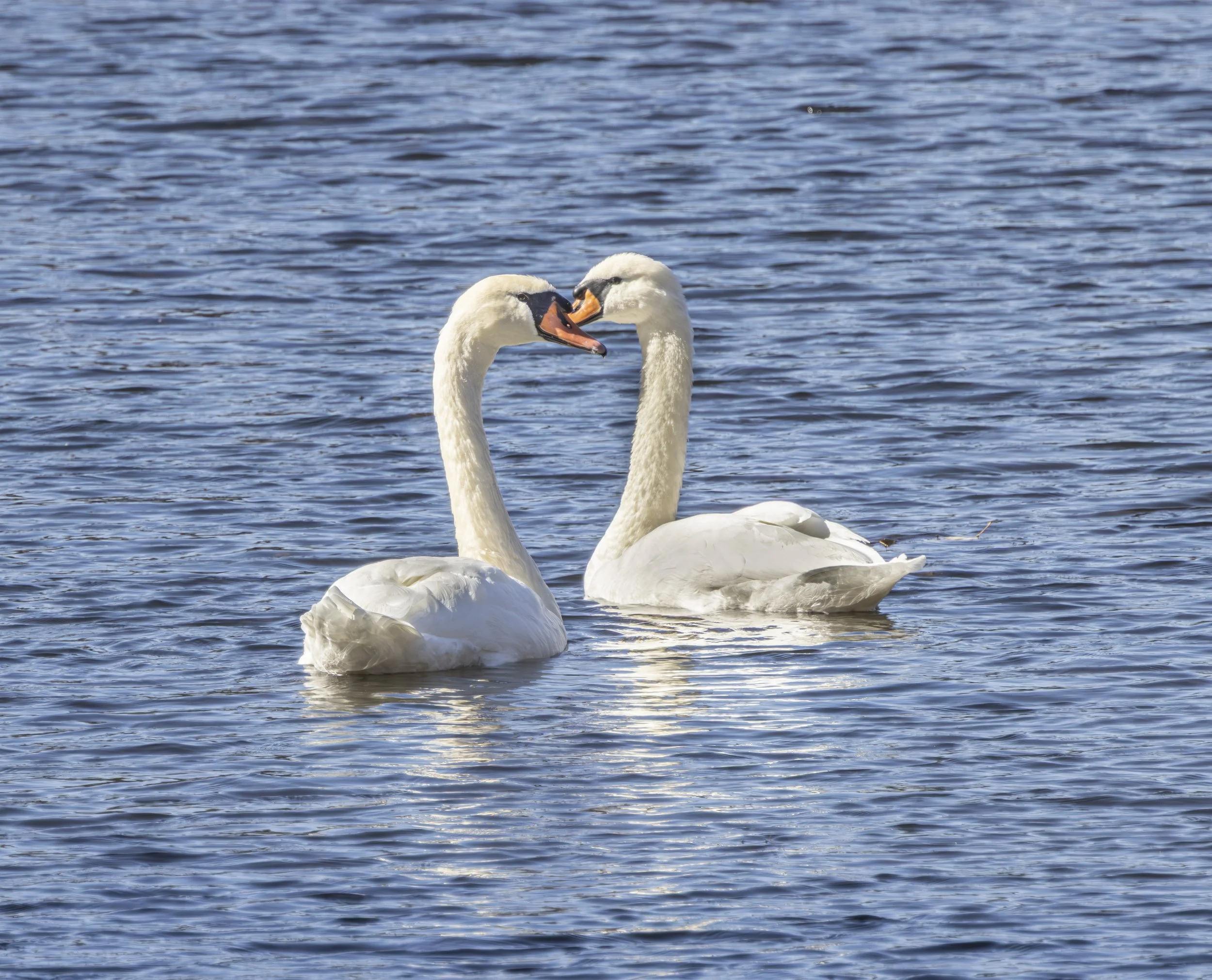 Swan Love