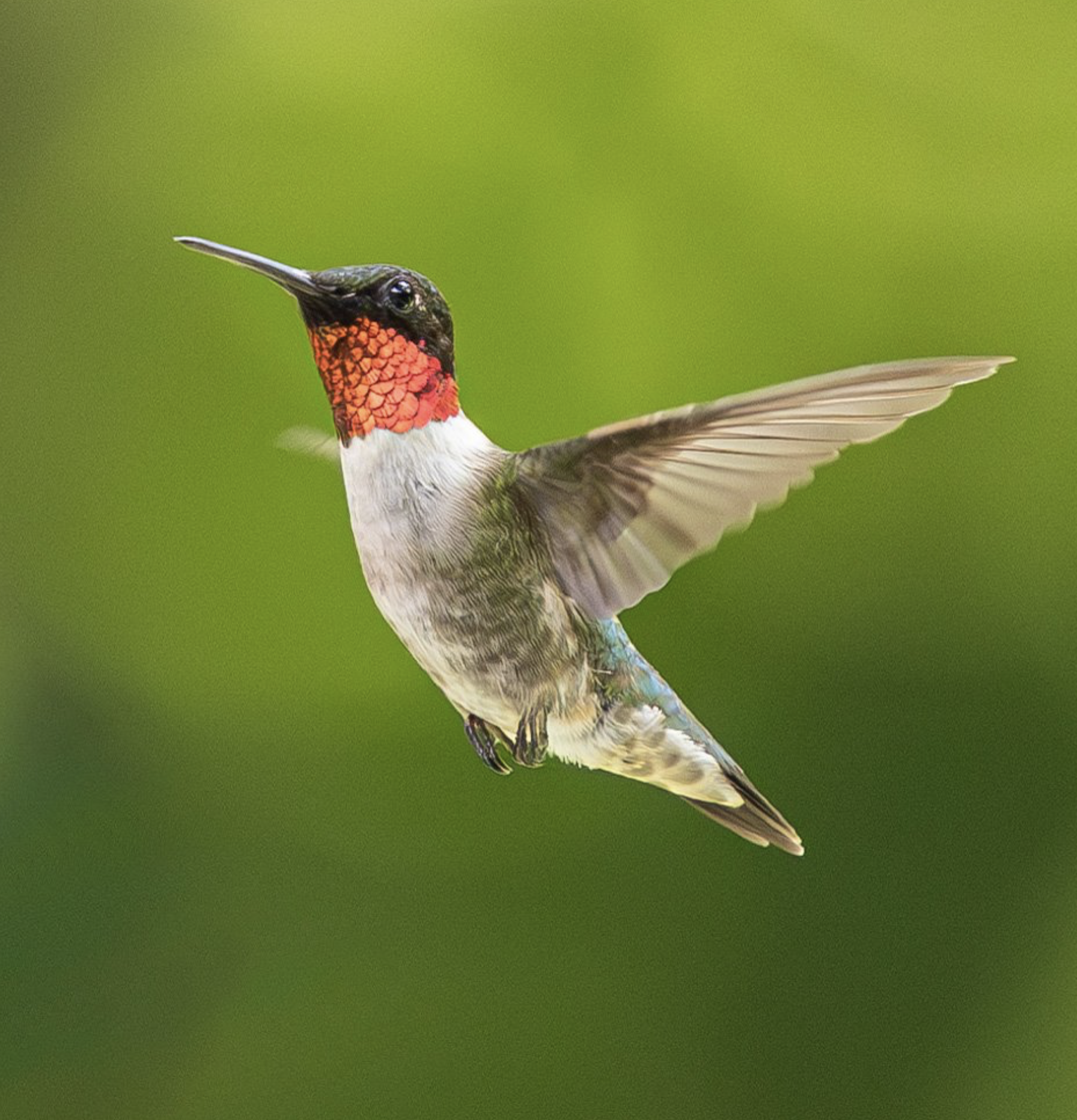 Ruby Throated Hummingbird