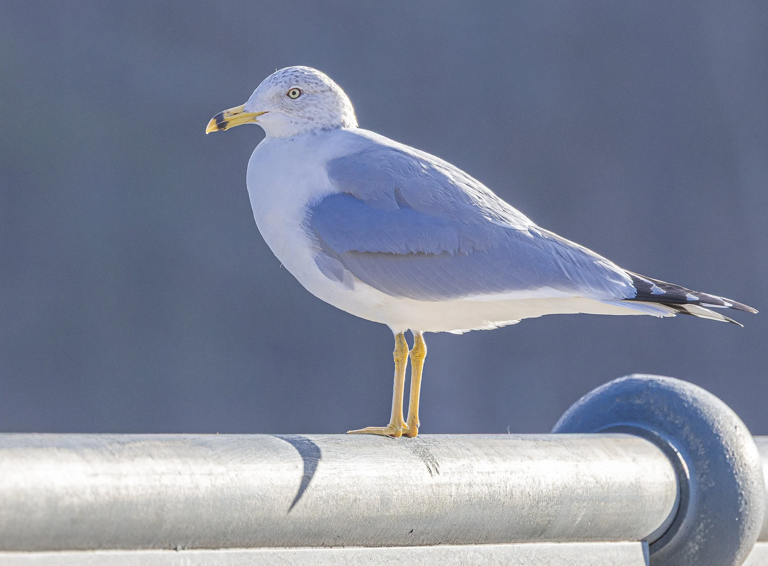 Ring Billed Gull