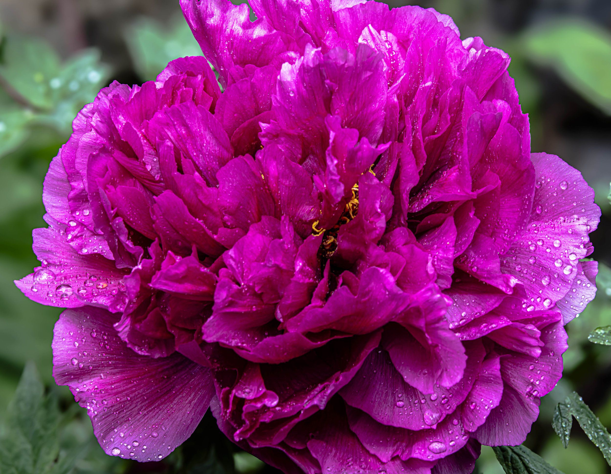 PeonyAndMOre-.jpg