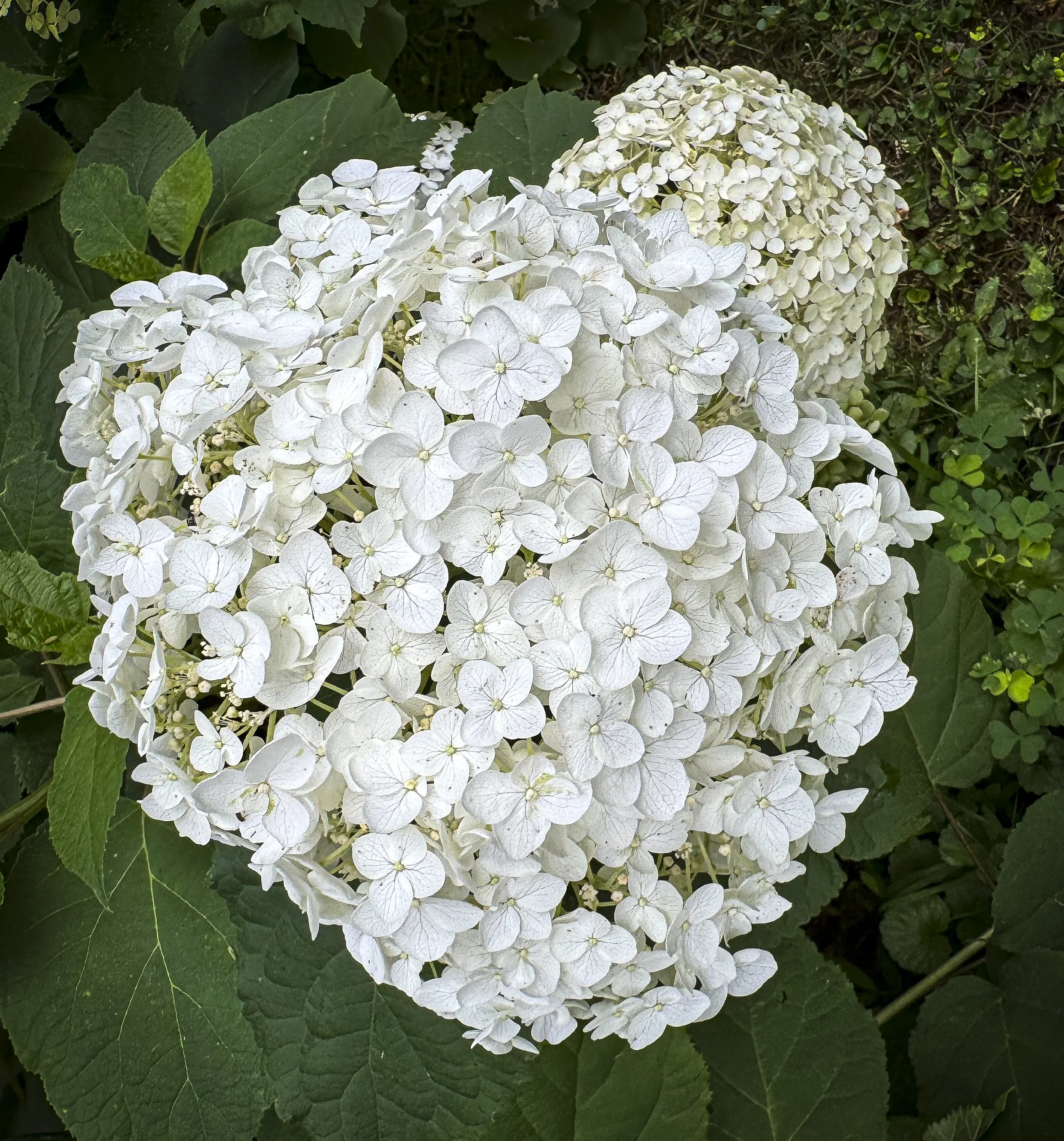 PeonyAndMOre-0825.jpg