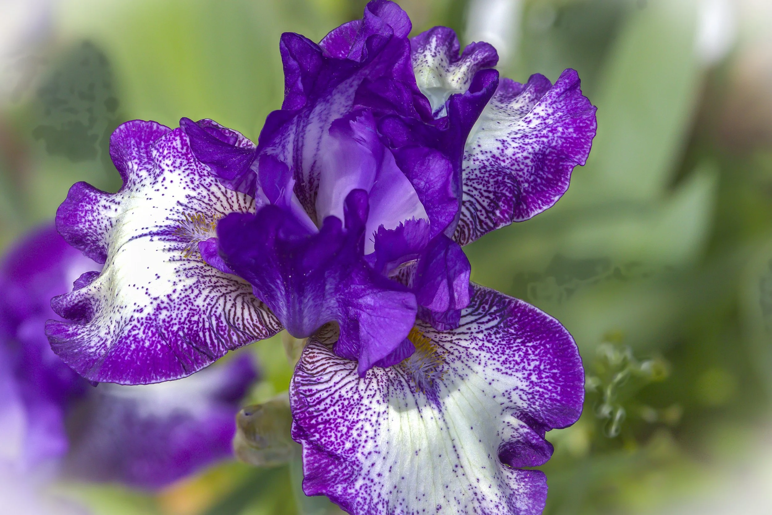 PeonyAndMOre-2014.jpg
