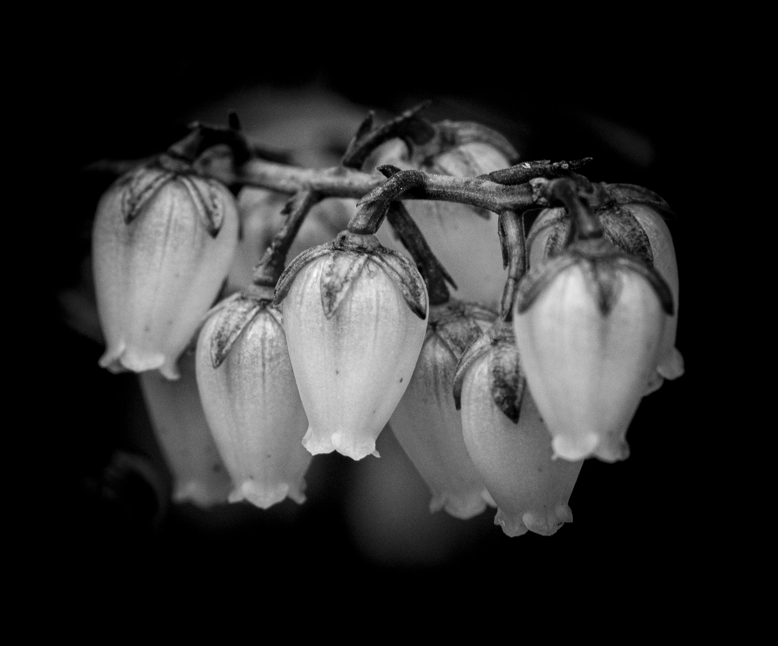 PeonyAndMOre-2196.jpg