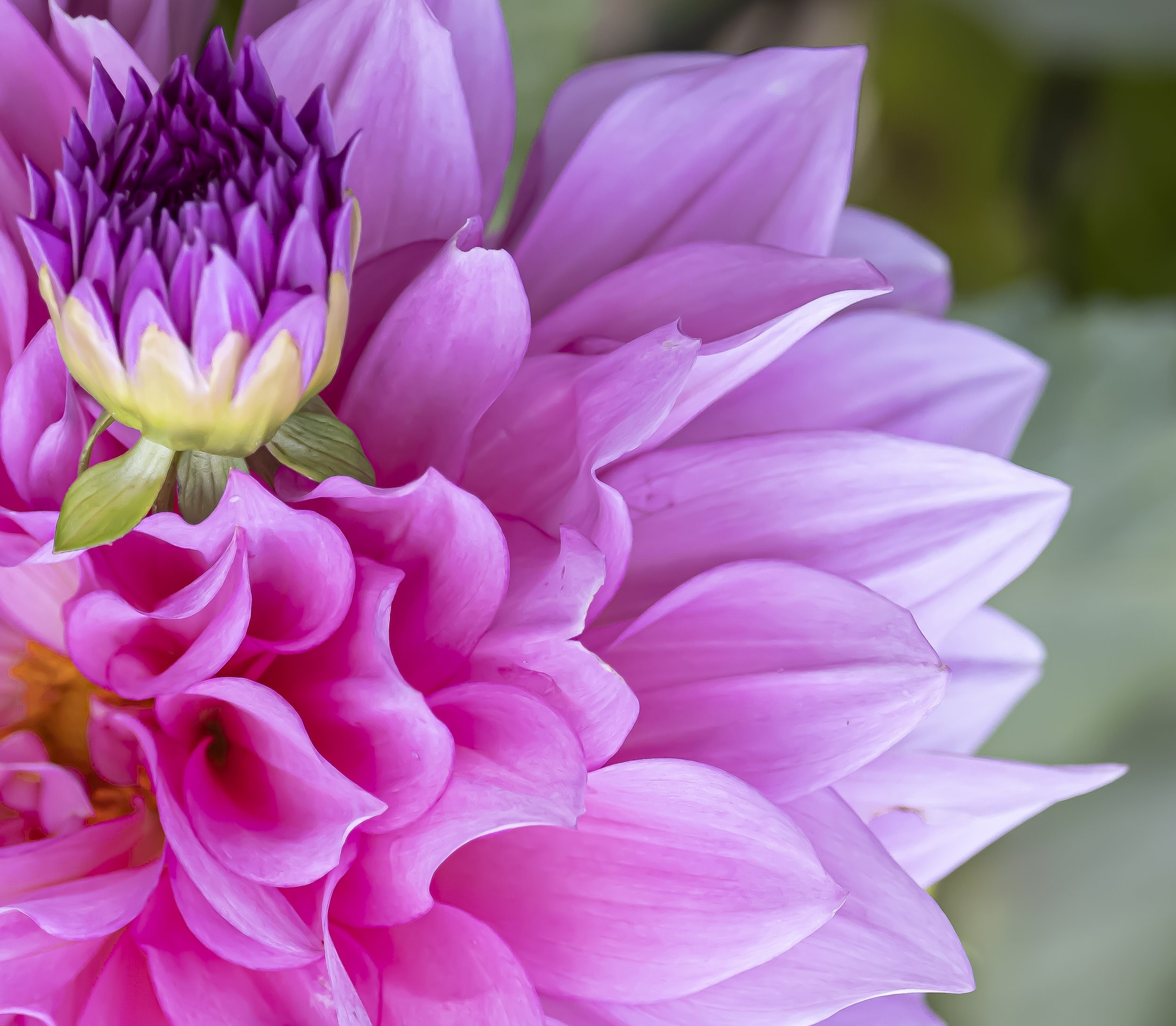 PeonyAndMOre-3165-2.jpg