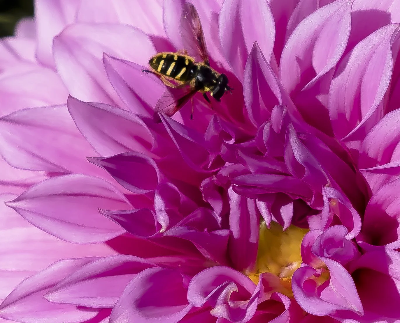 PeonyAndMOre-3229.jpg