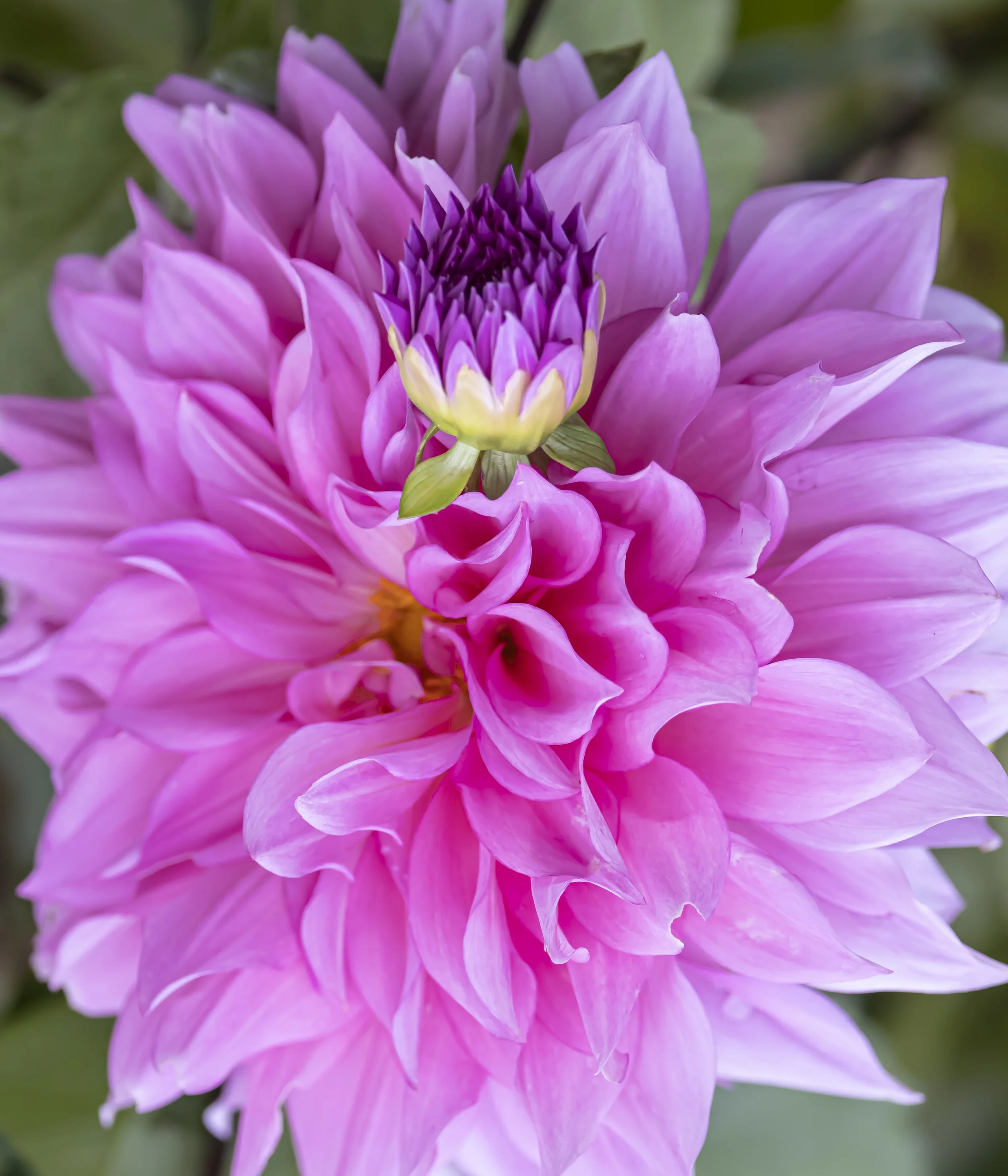 PeonyAndMOre-3165.jpg