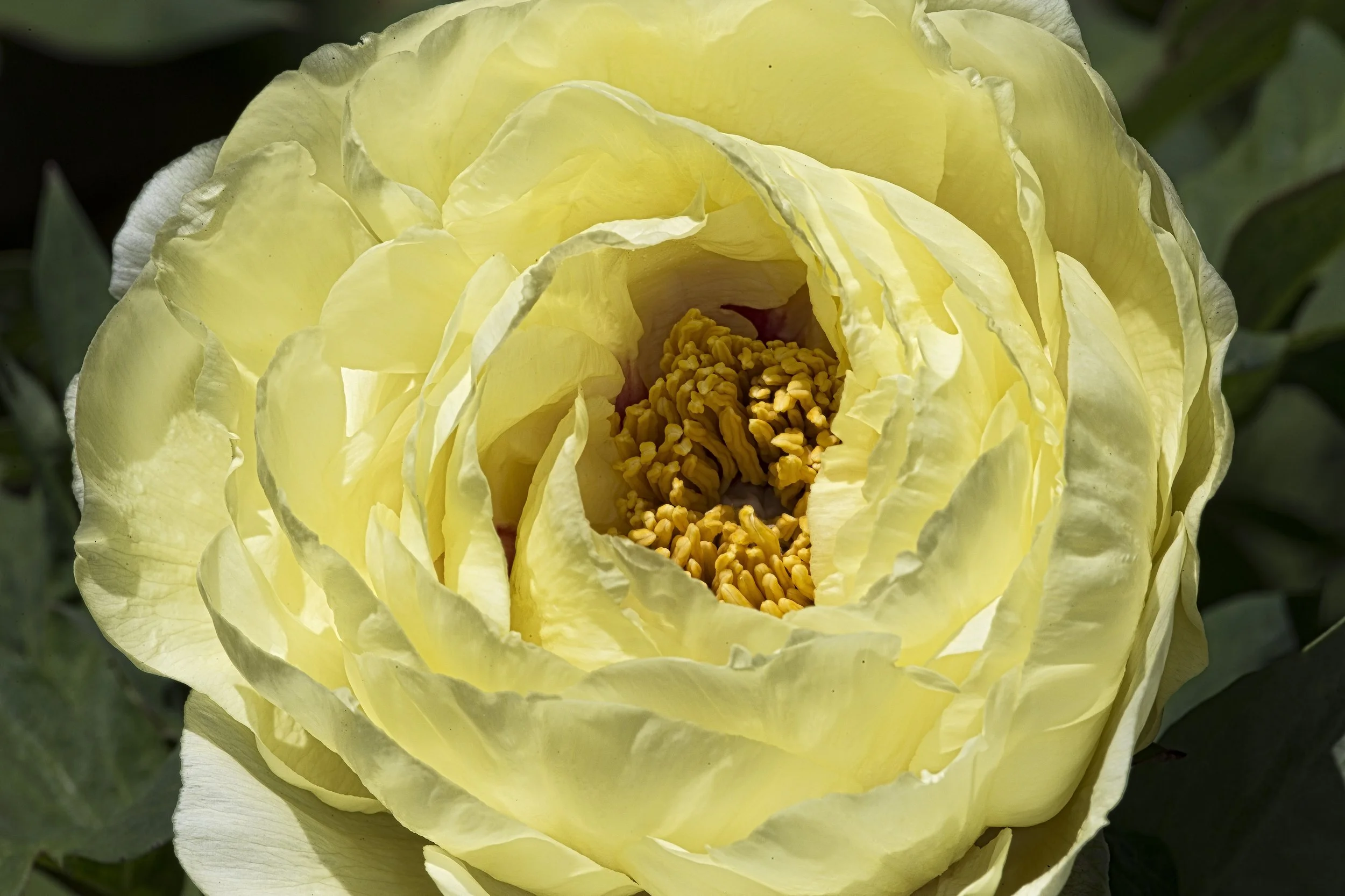 PeonyAndMOre--4.jpg