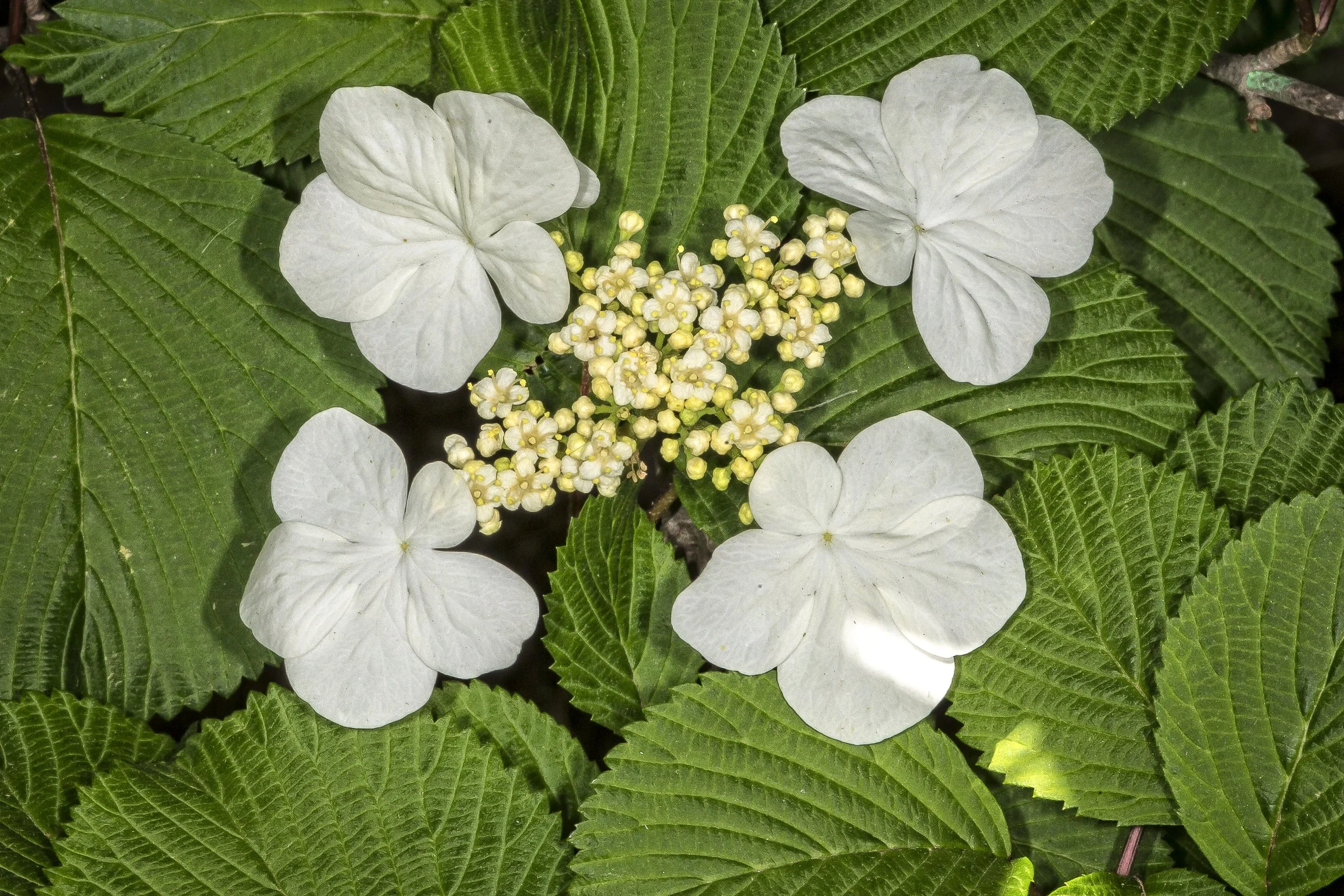 PeonyAndMOre--6.jpg