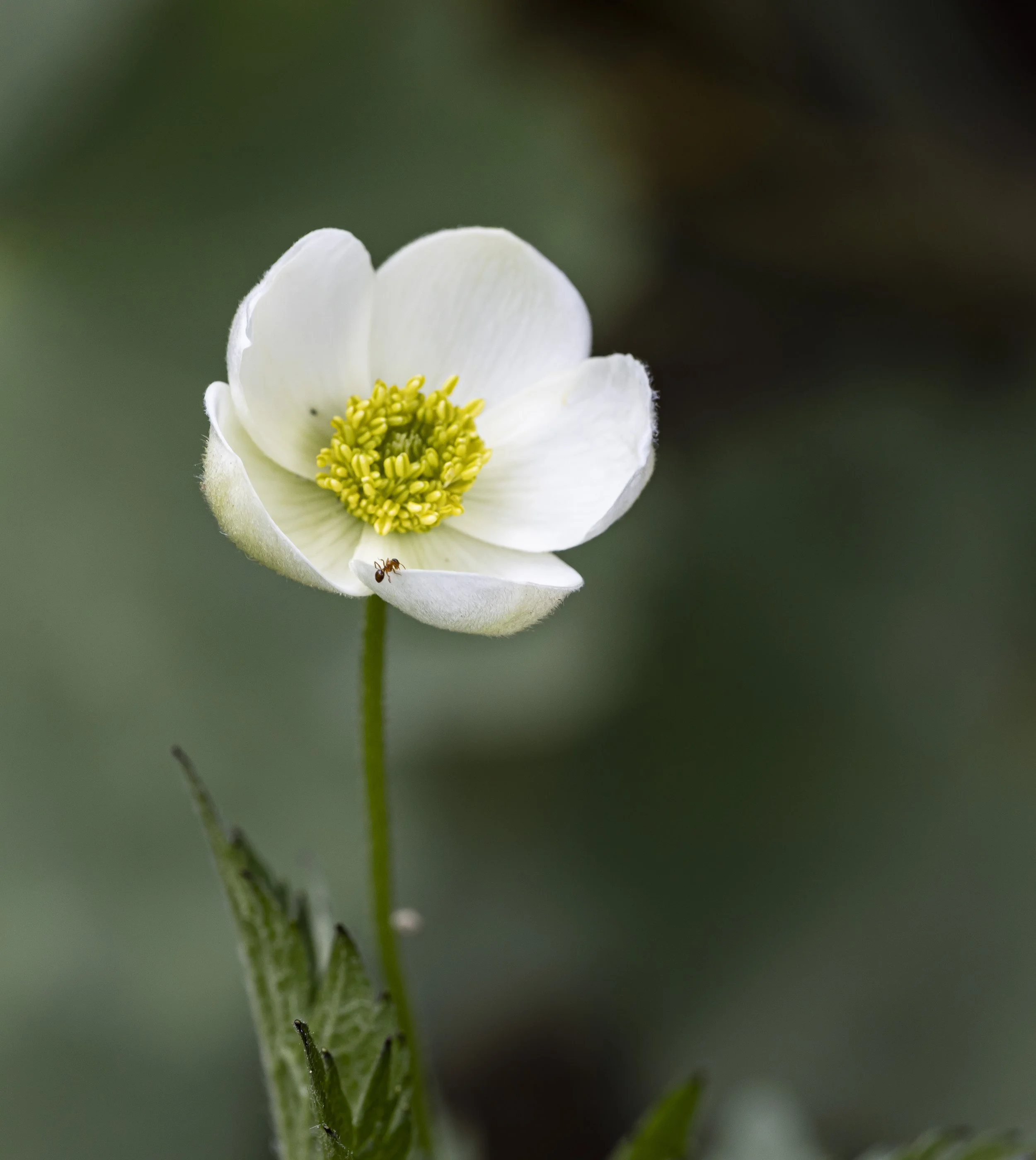 PeonyAndMOre-0620.jpg