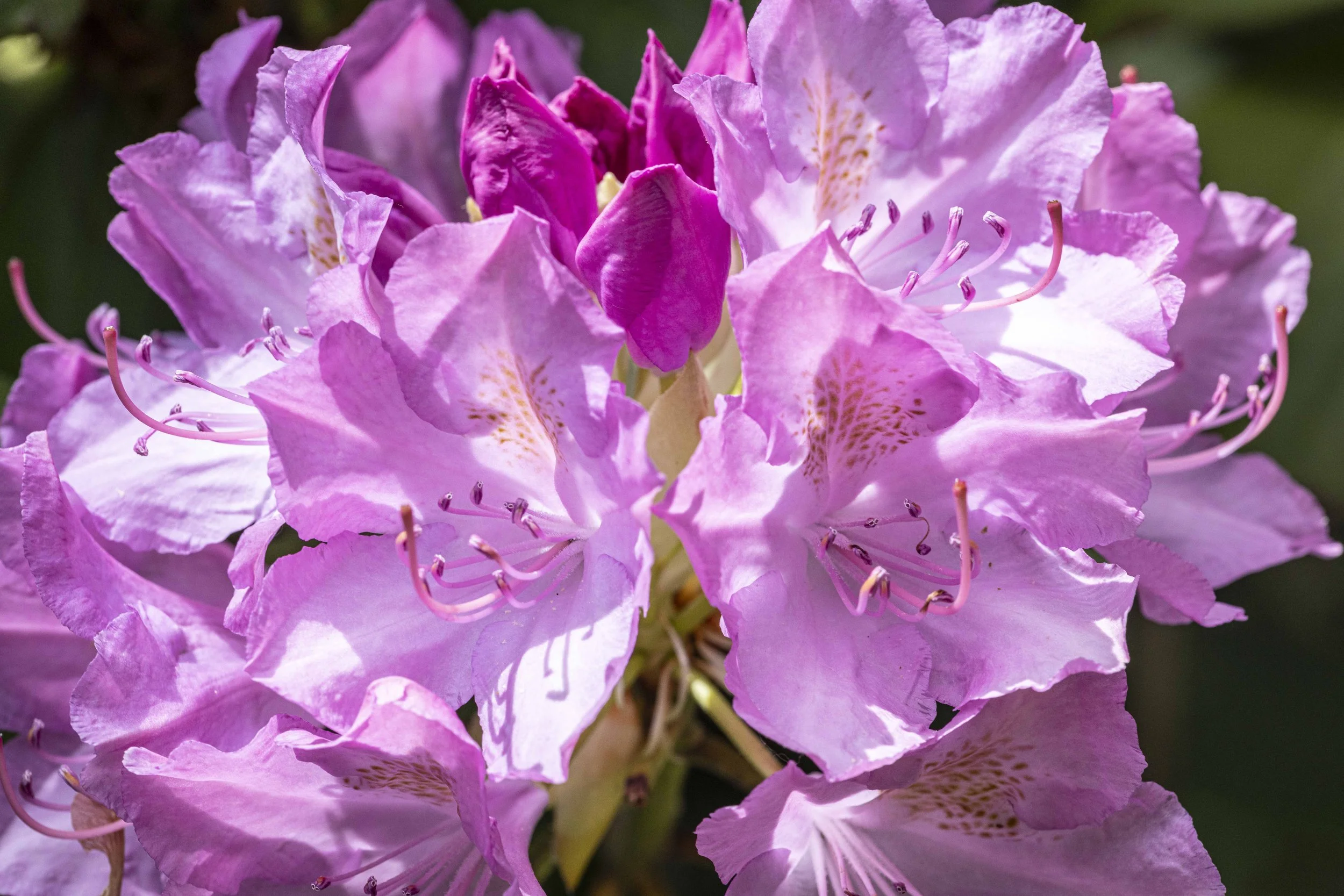 PeonyAndMOre-0622.jpg