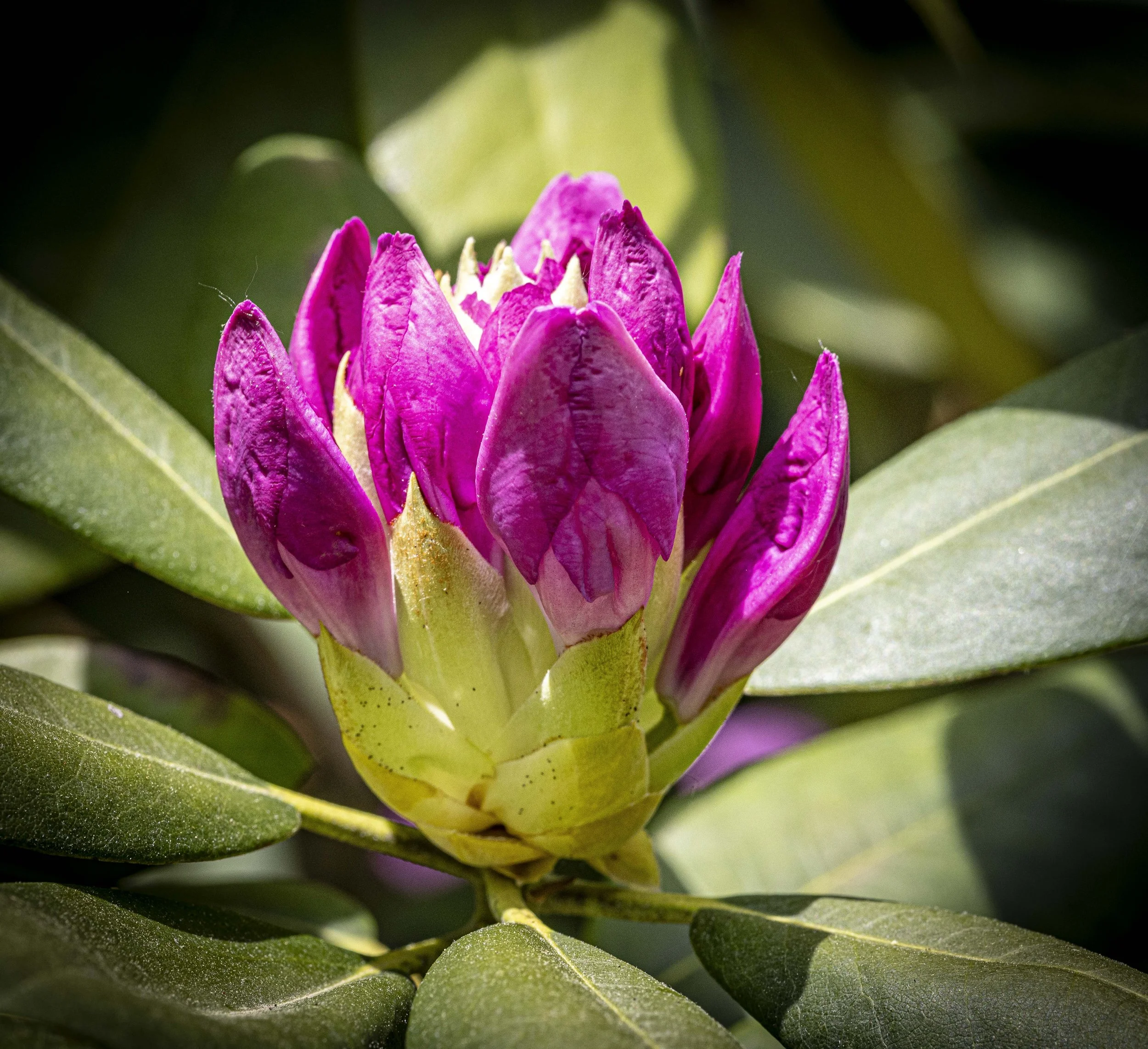 PeonyAndMOre-0624.jpg