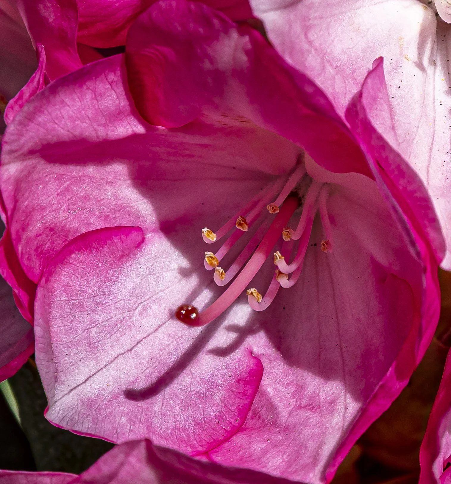 PeonyAndMOre-3417.jpg