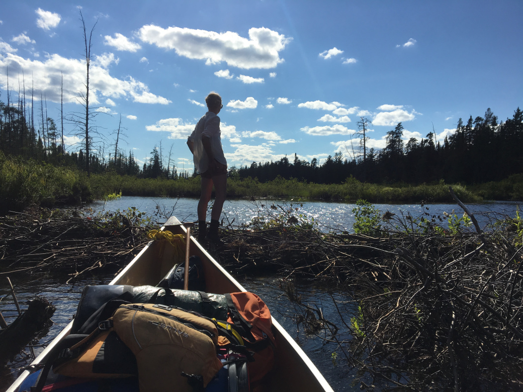 Surprise! Another beaver dam as we enter the Nasmith Wetlands