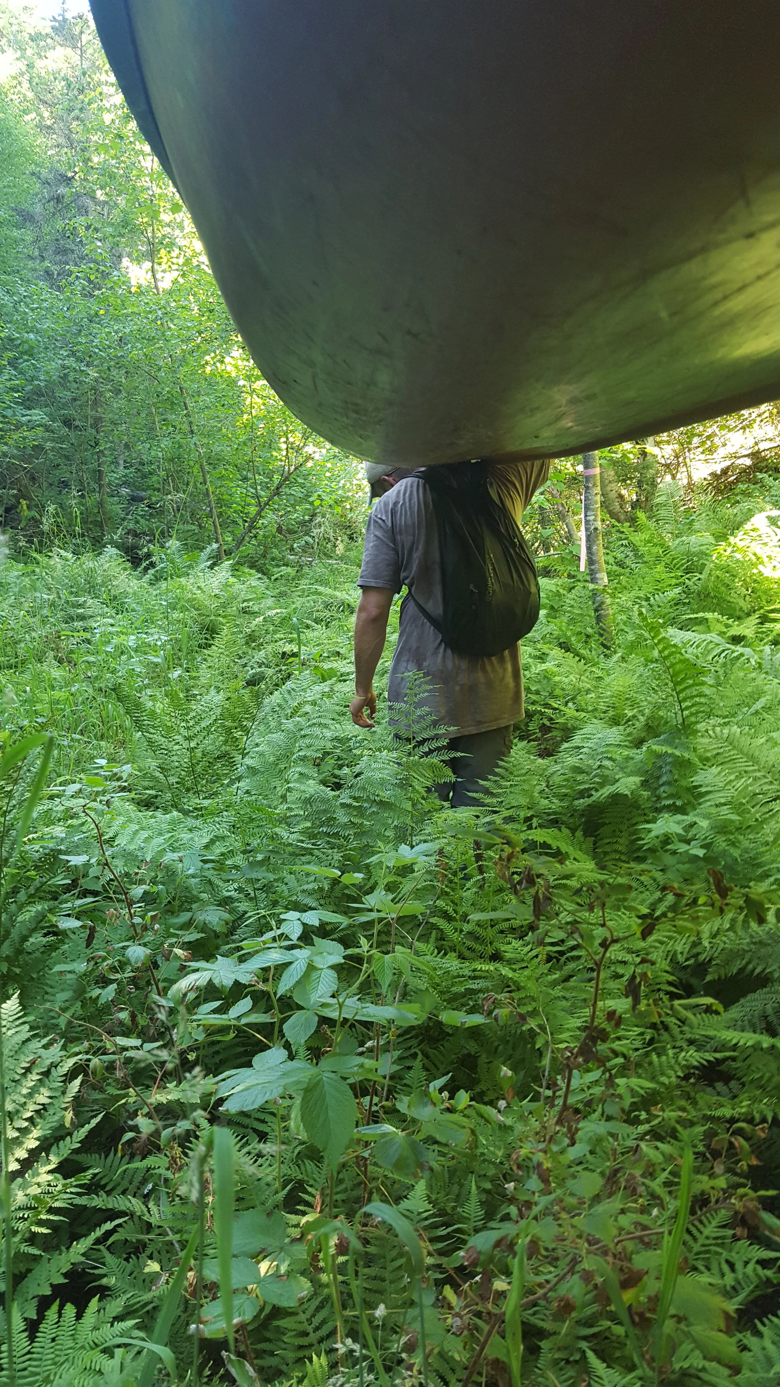 The Fern Forest along the Diablo Portage