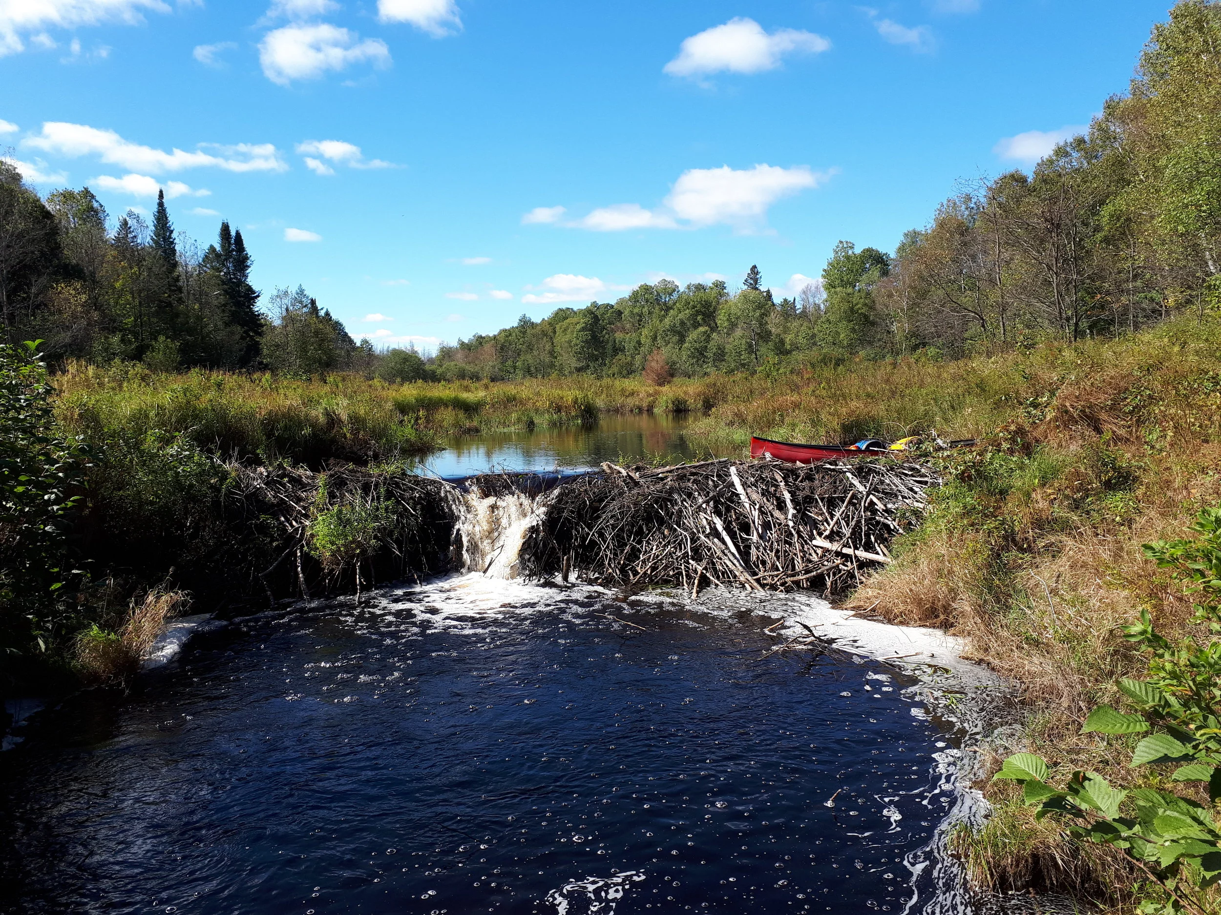 Beaver dam on Dog Creek