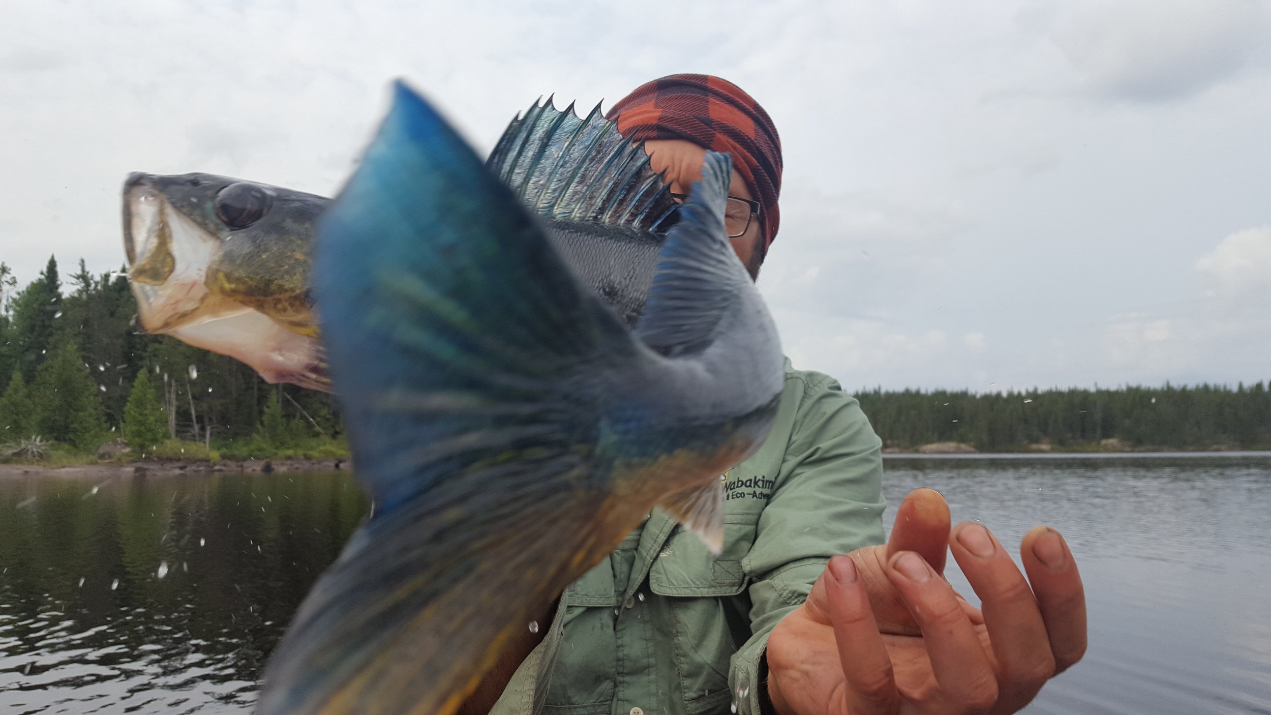 Blue Pickerel caught on Butland Lake