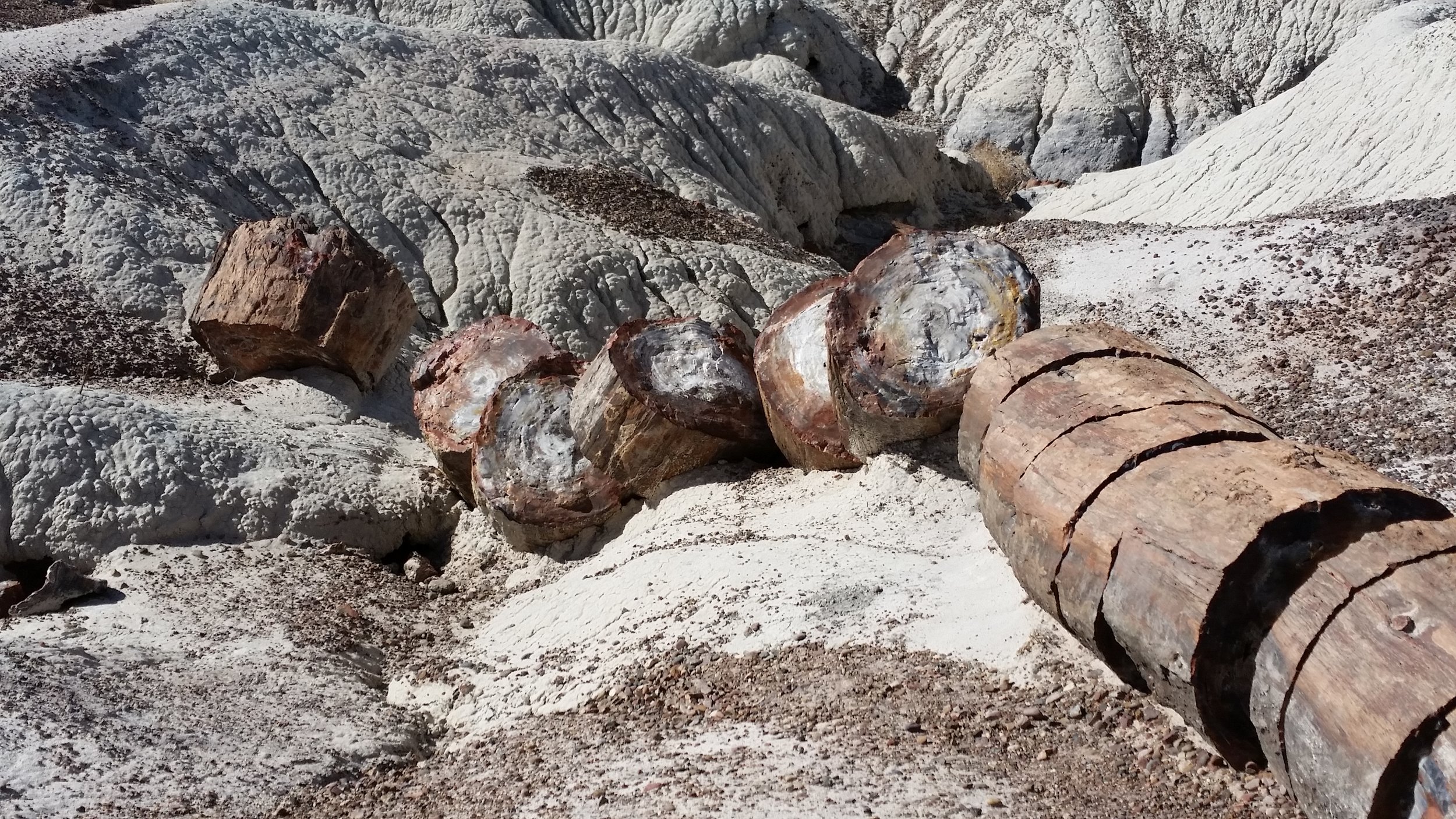 Crystal Forest, Petrified National Forest