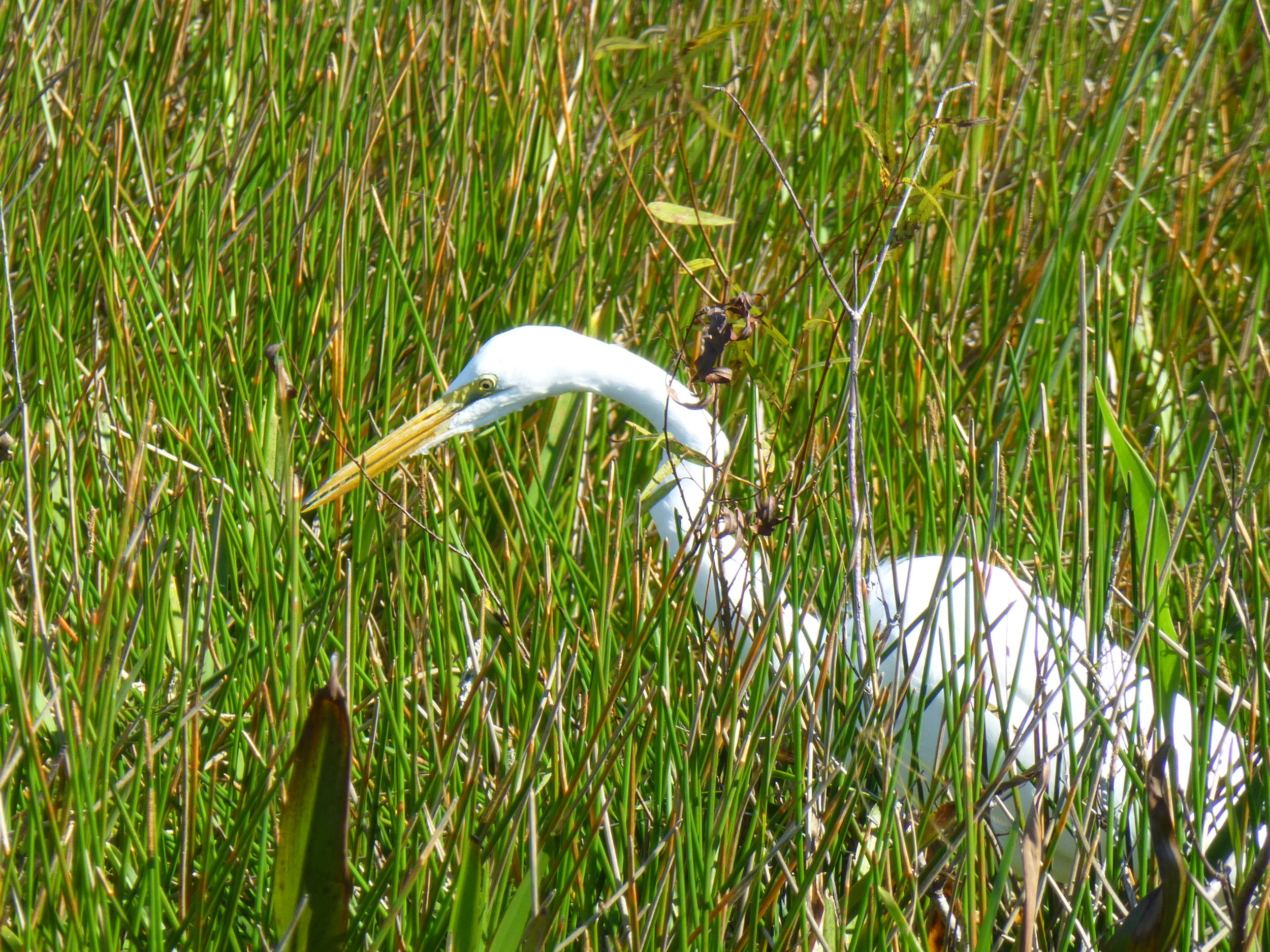 egret, Everglades National Park