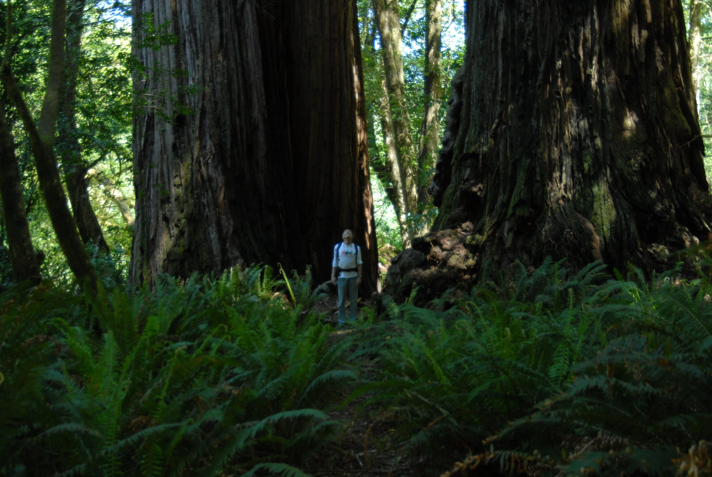 Redwoods, Yosemite, Mt Lassen and Crater Lake National Parks - Our First Four
