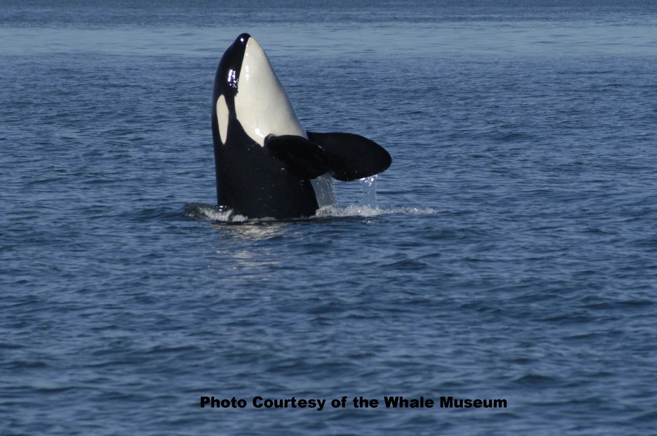 Whale Watching in the San Juan Islands - Know Before You Go!
